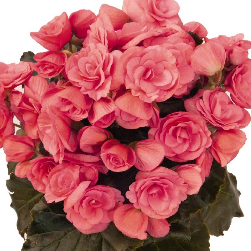 Begonia Heimalis Evening Glow