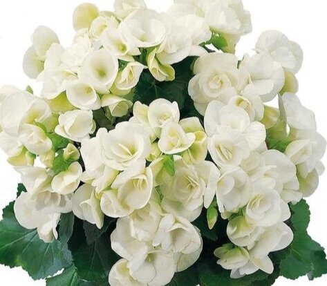 Begonia Heimalis Clara