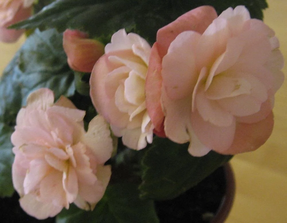 Begonia Heimalis Champage.jpg