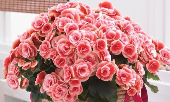 Begonia Heimalis Borias