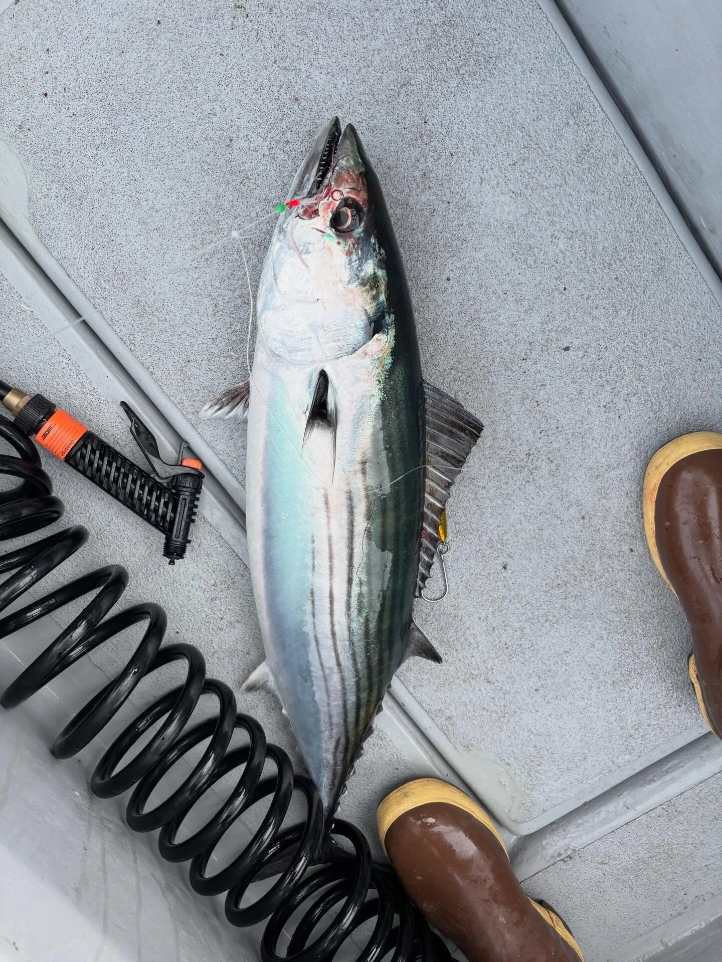 BONITA!!!
He smashed a white rockfish fly on its way up. A fun moment in foggy half day rockfish trip.
#bonita #portsanluis