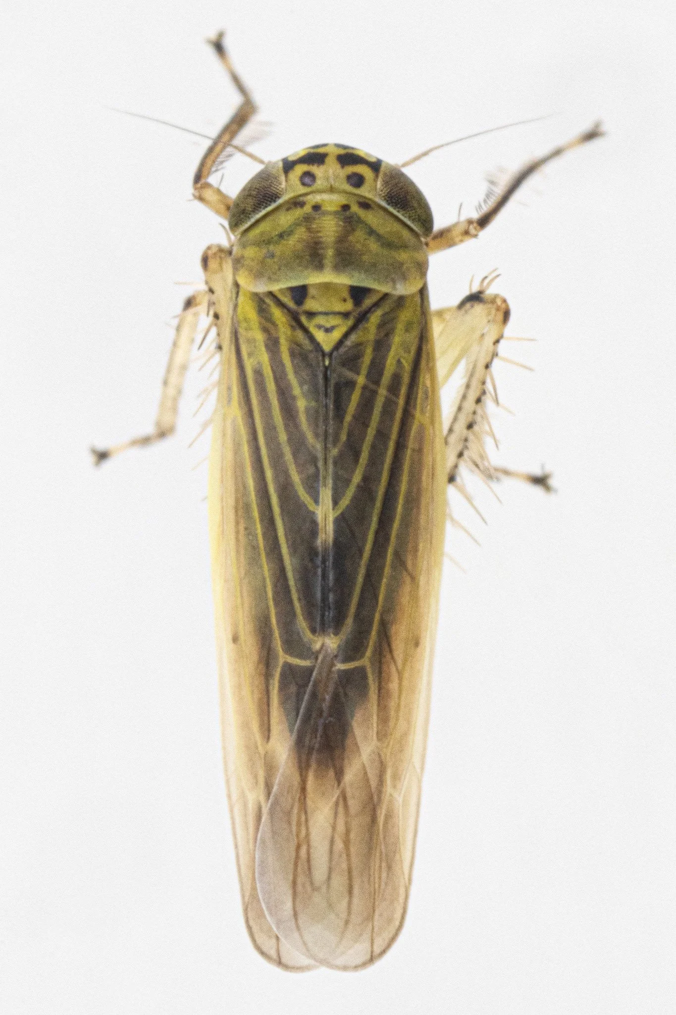 Macrosteles sp.