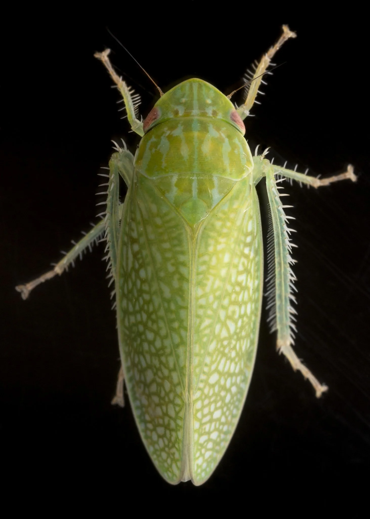 Gyponana procera