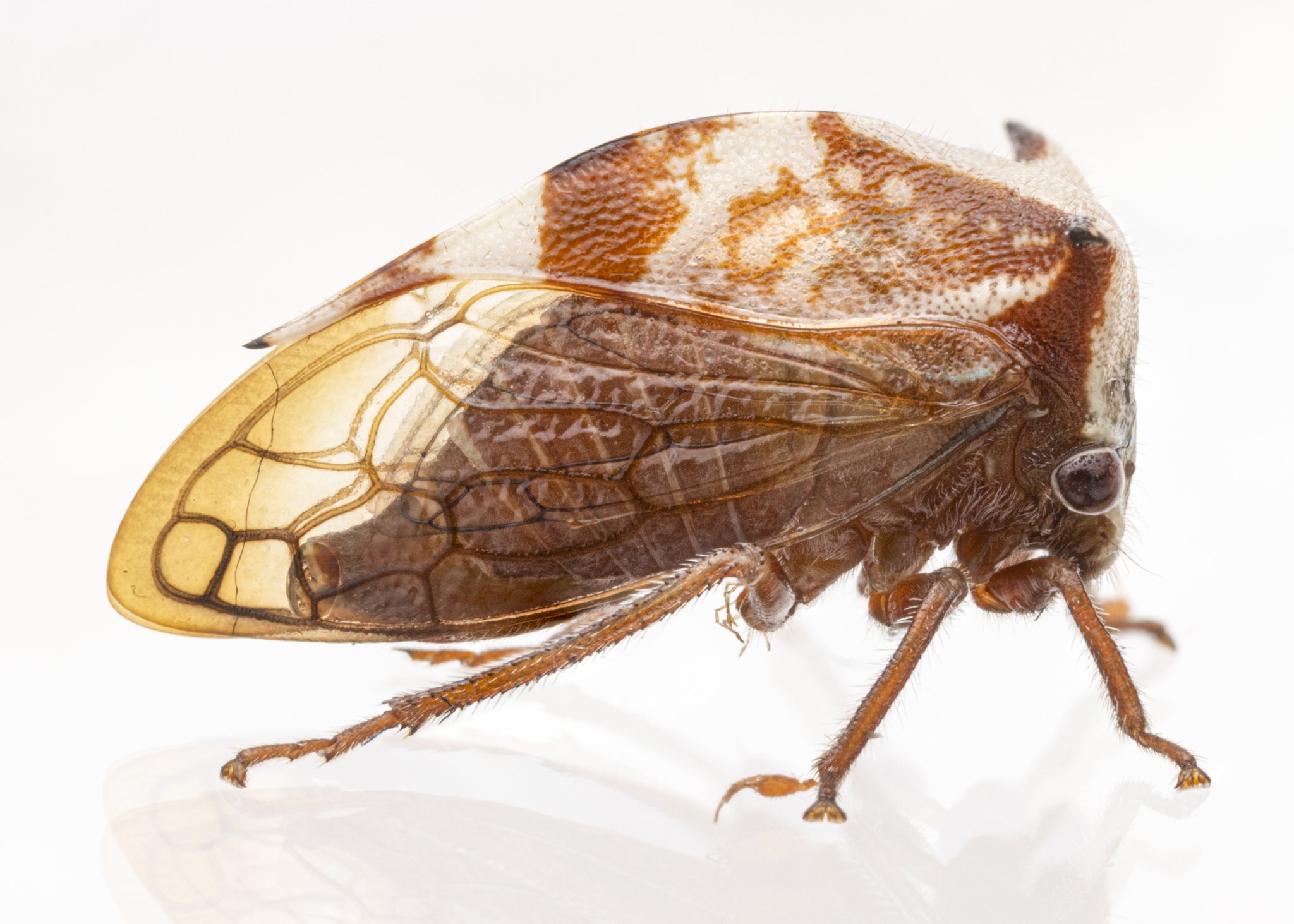 Stictocephala albescens | ♀