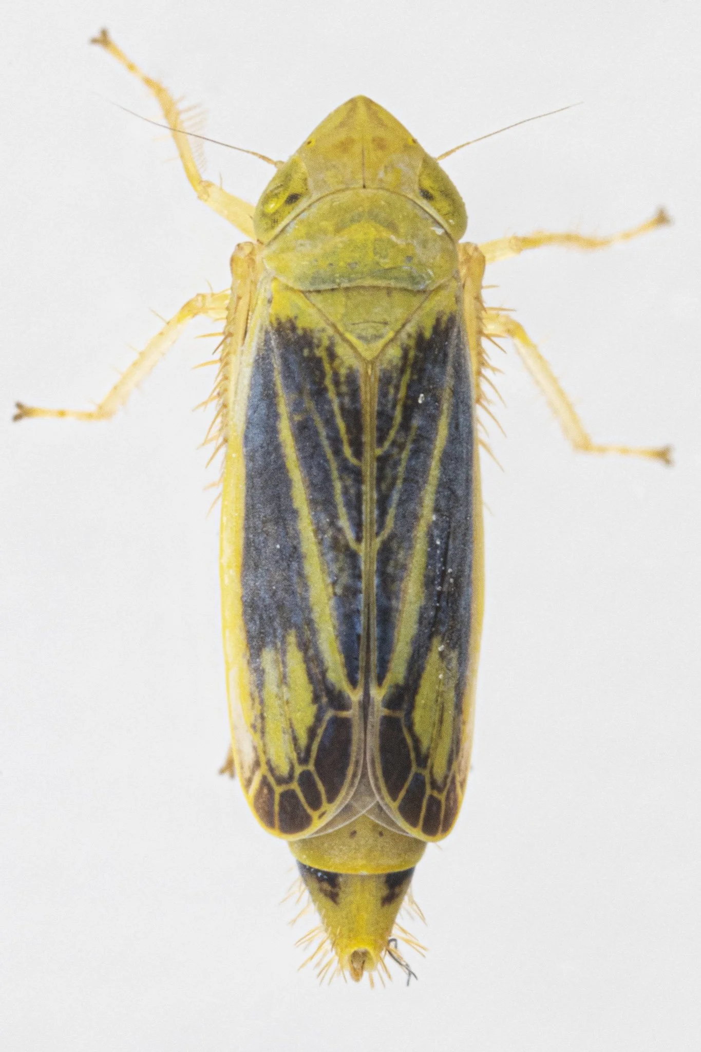 Sorhoanus orientalis