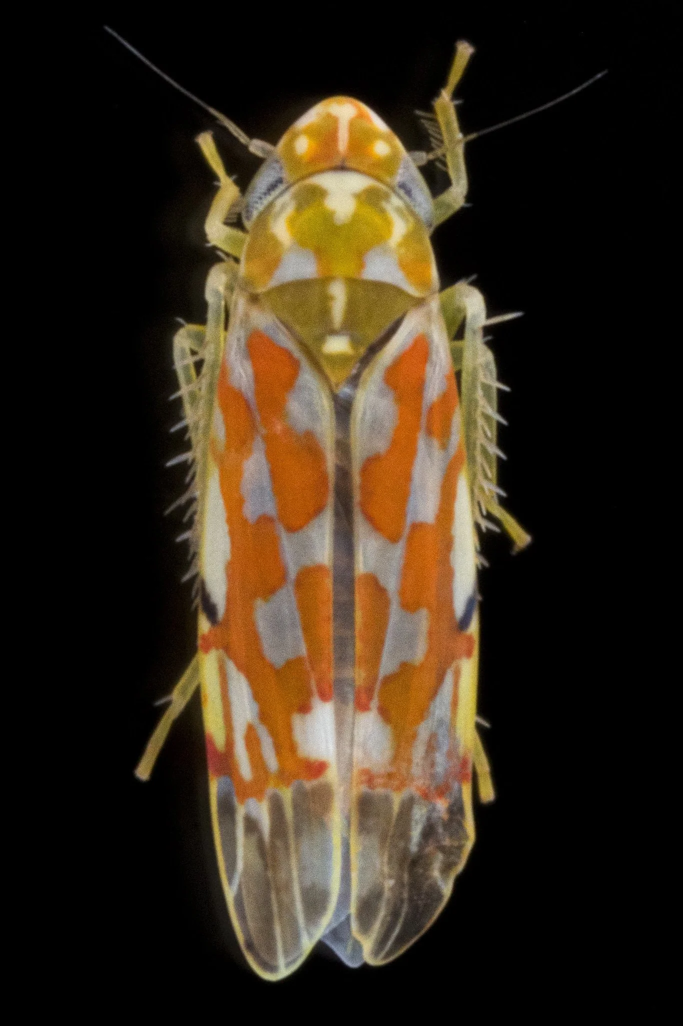Erythroneura festiva