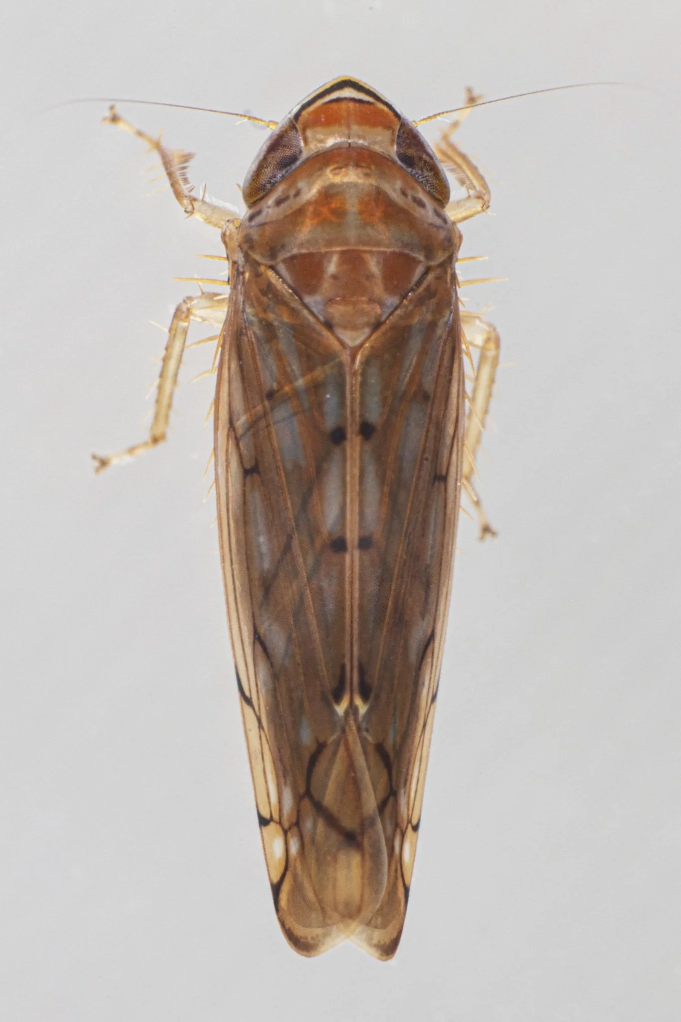 Osbornellus auronitens
