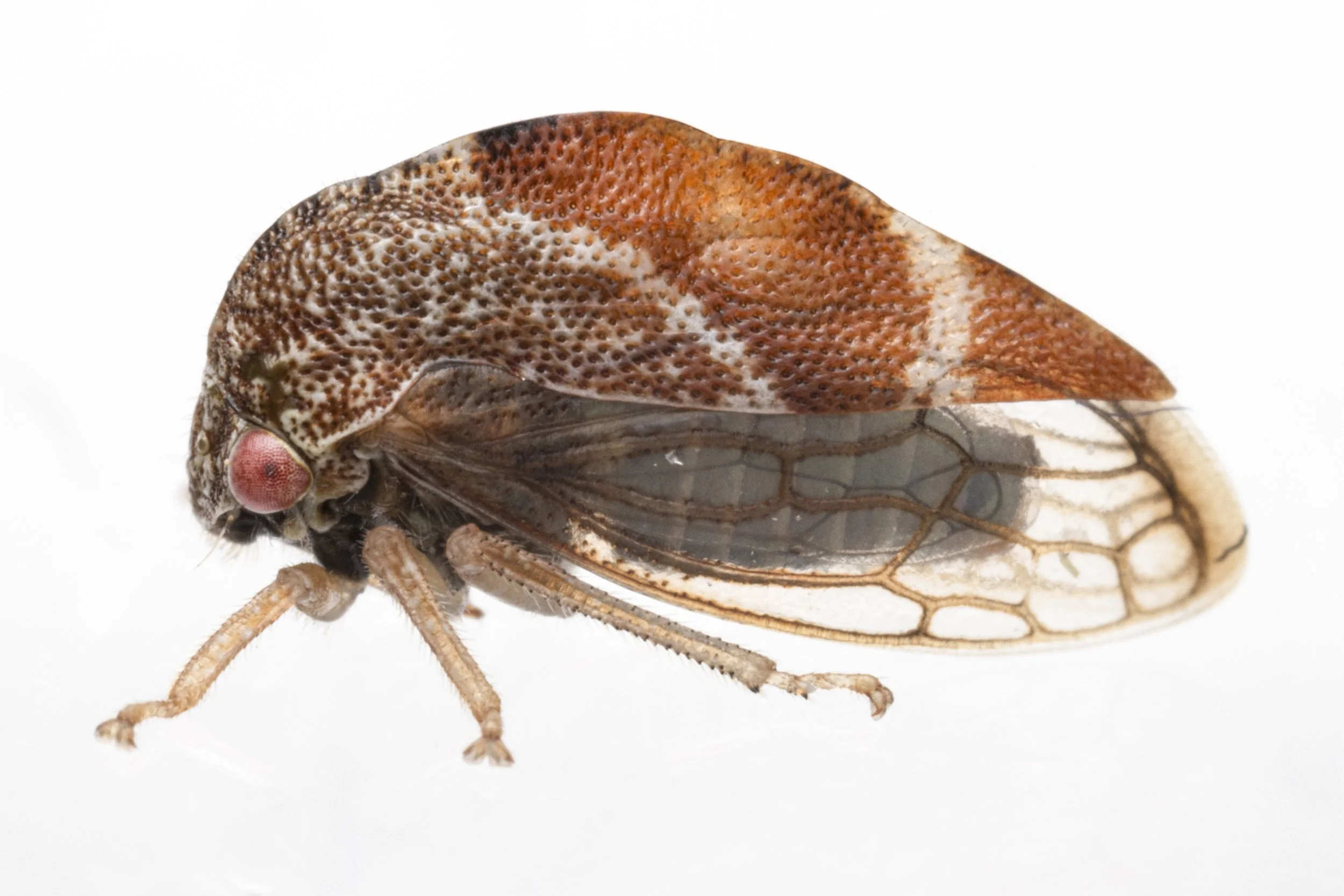 Cyrtolobus fuliginosus | ♂