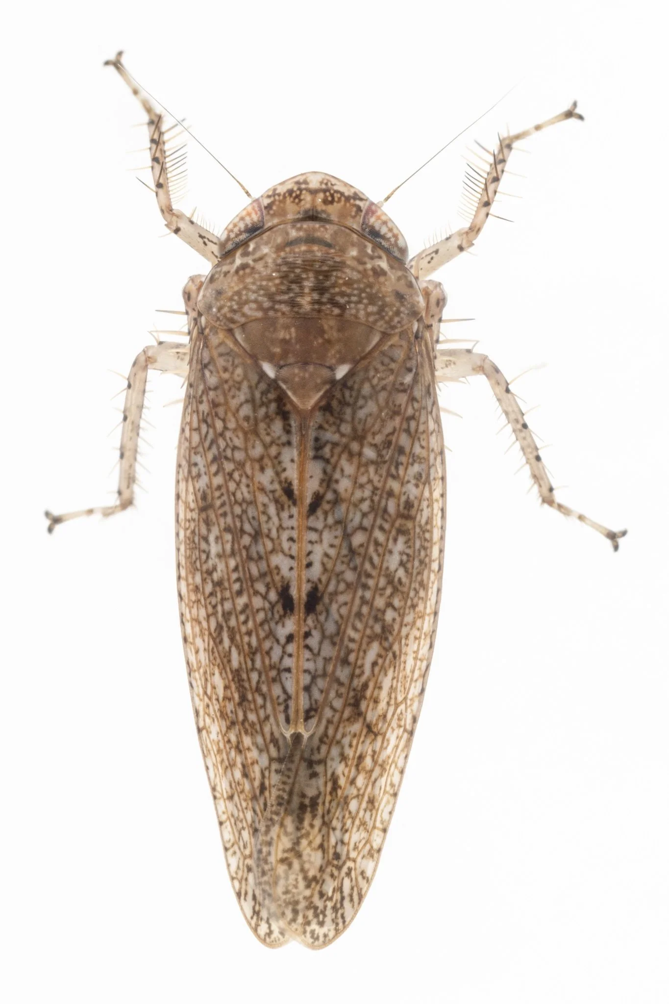 Texananus spatulatus