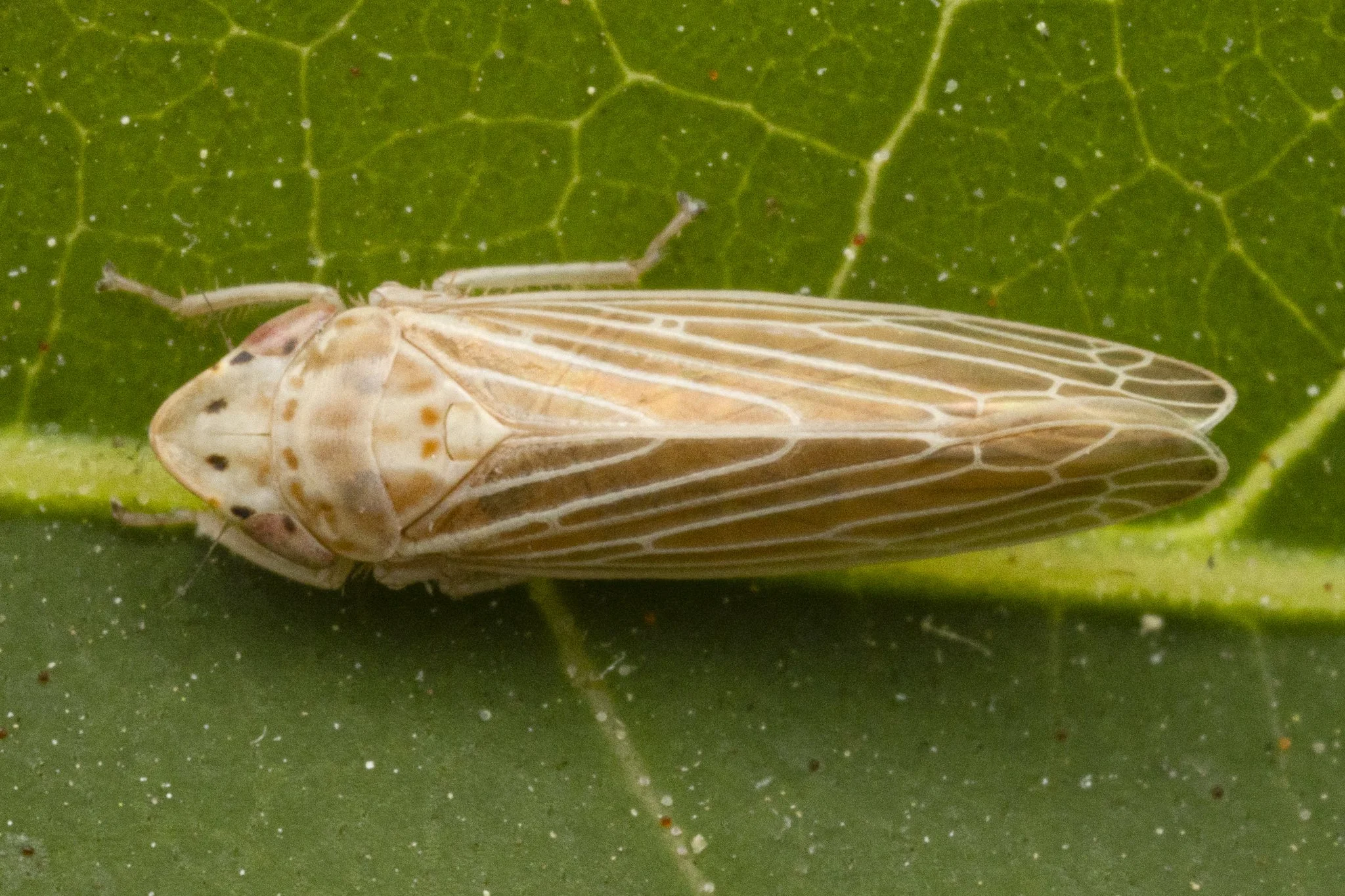 Huleria quadripunctata