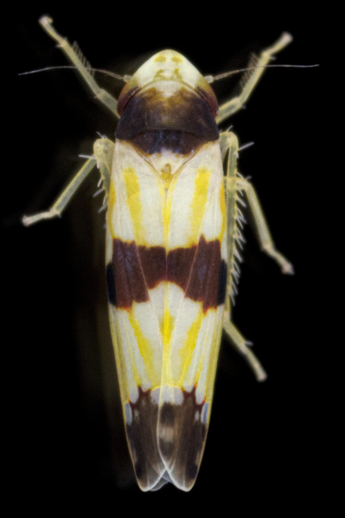 Erythroneura tricincta