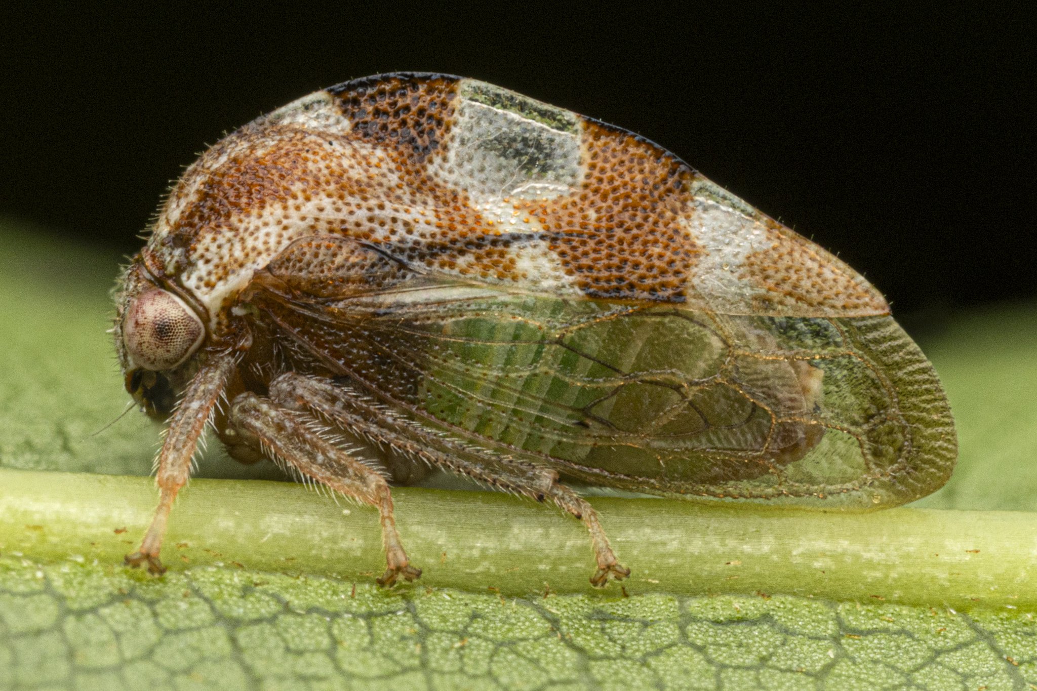 Cyrtolobus puritanus
