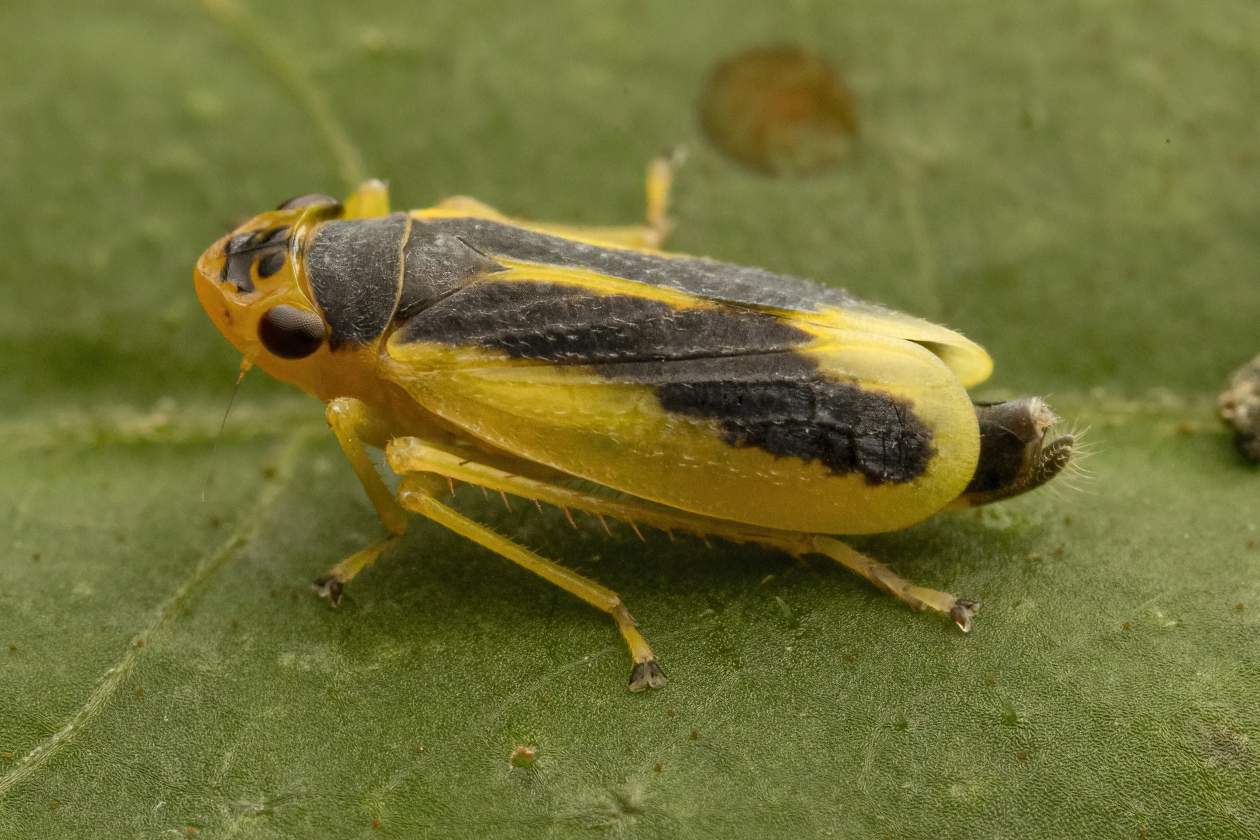 Evacanthus chlamidatus