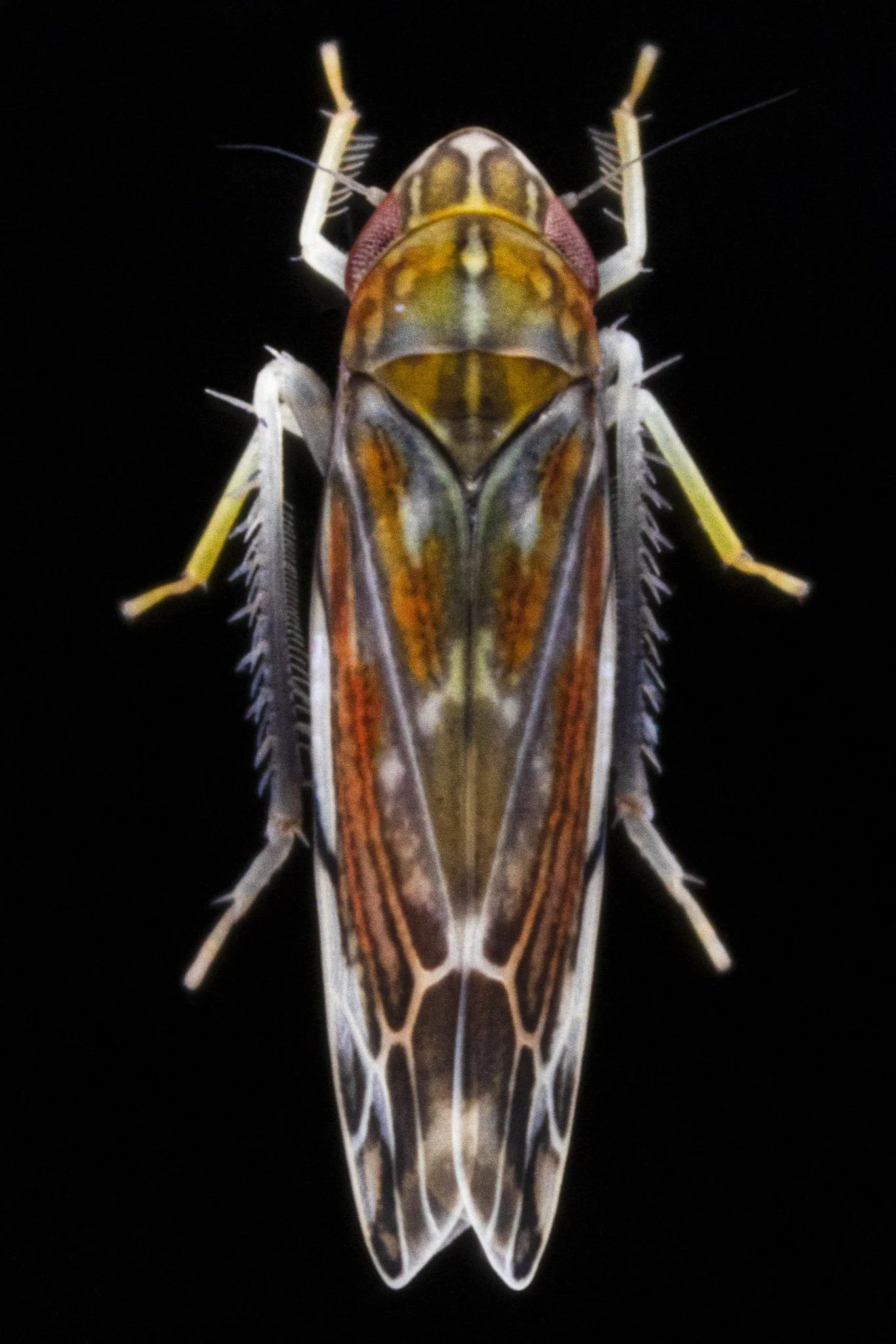 Erasmoneura vulnerata