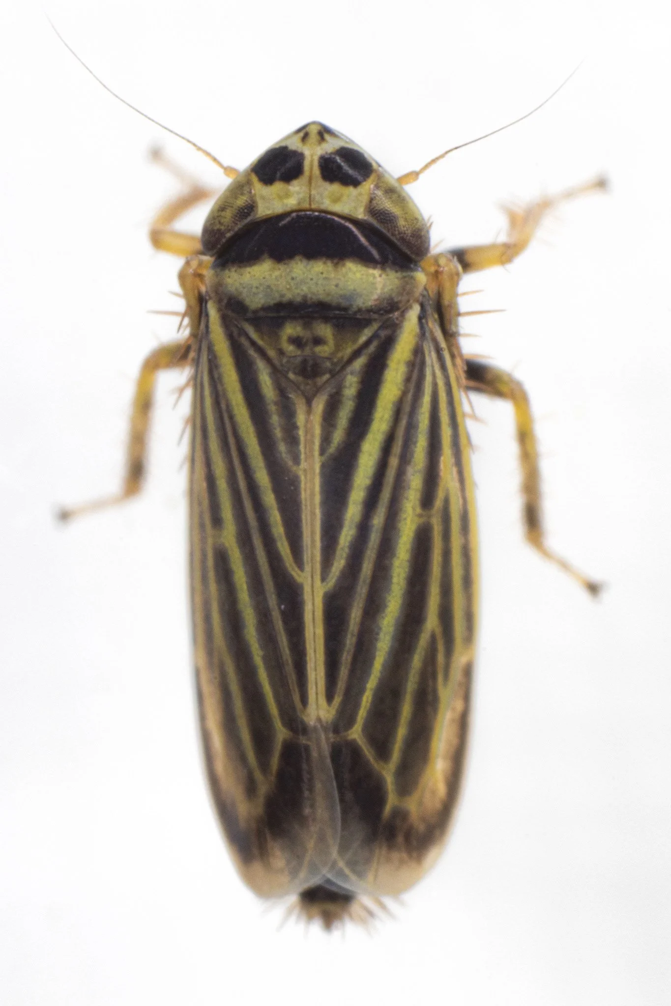 Amblysellus curtisii