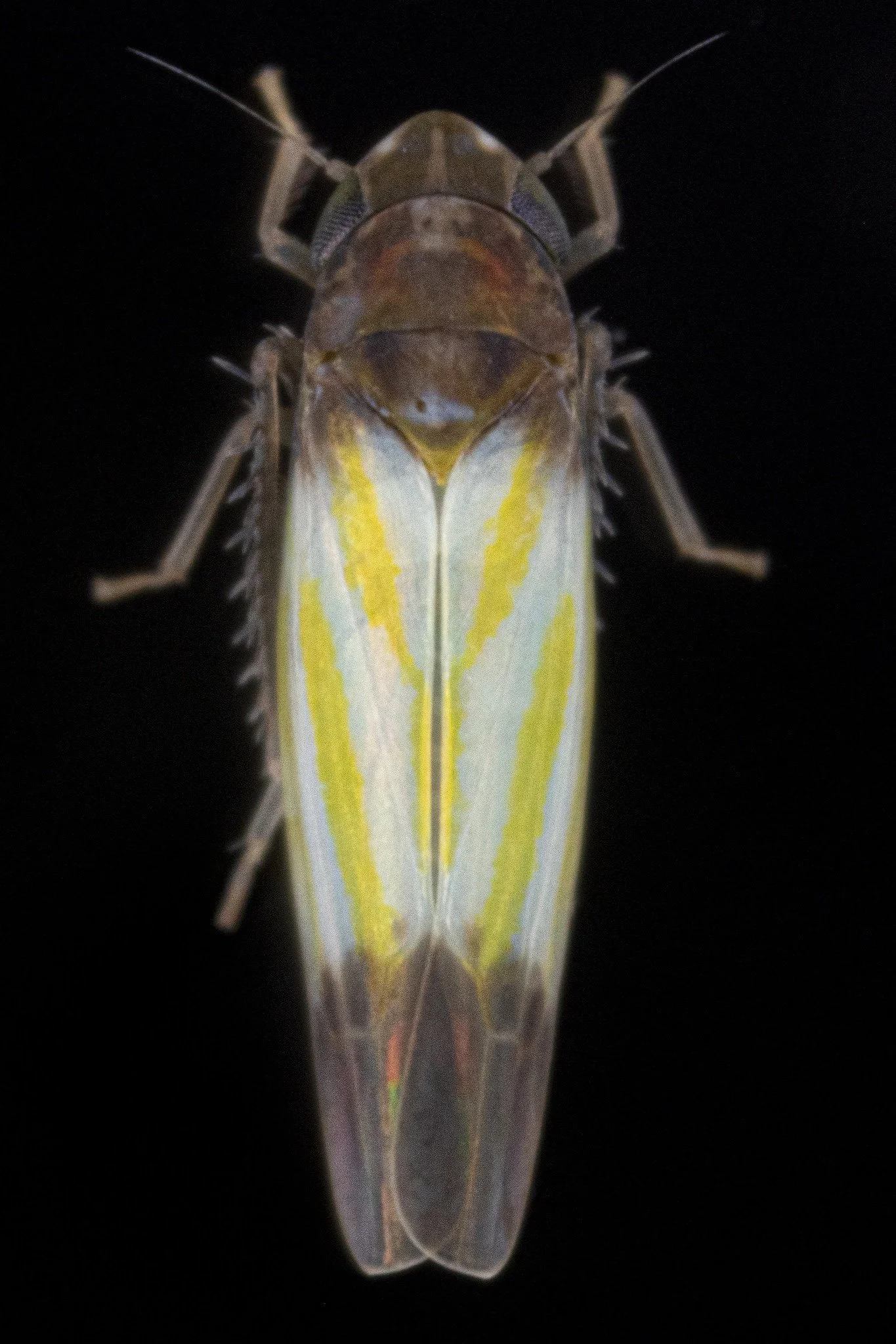 Erythridula bistrata