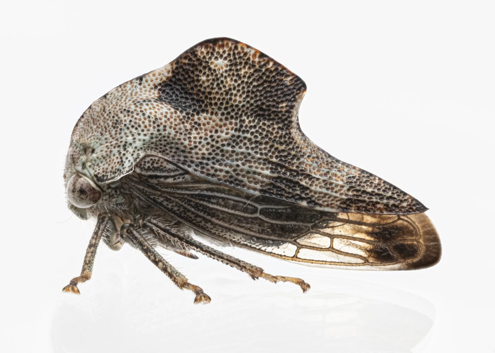Telamona reclivata | ♀