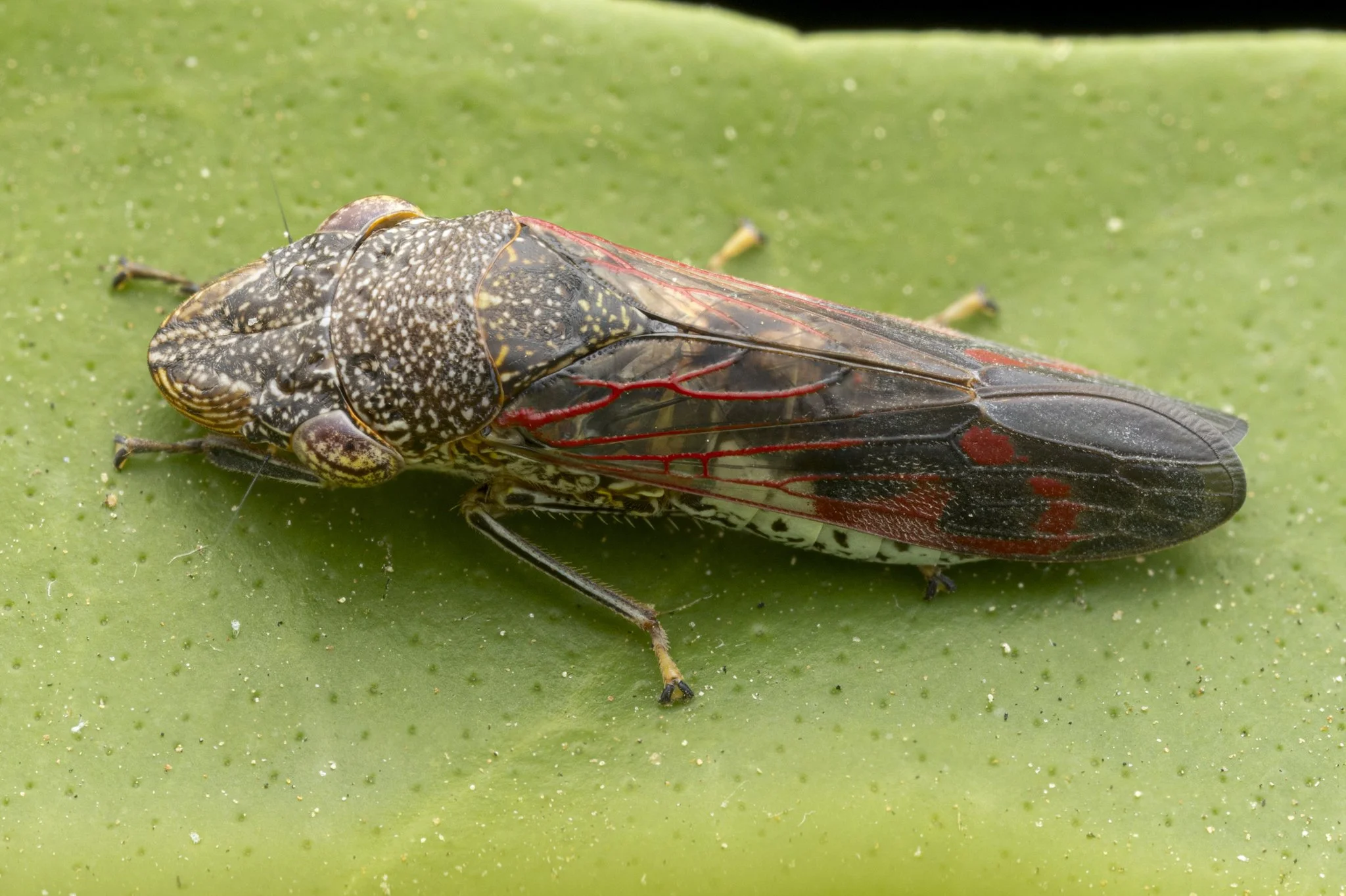 Homalodisca vitripennis