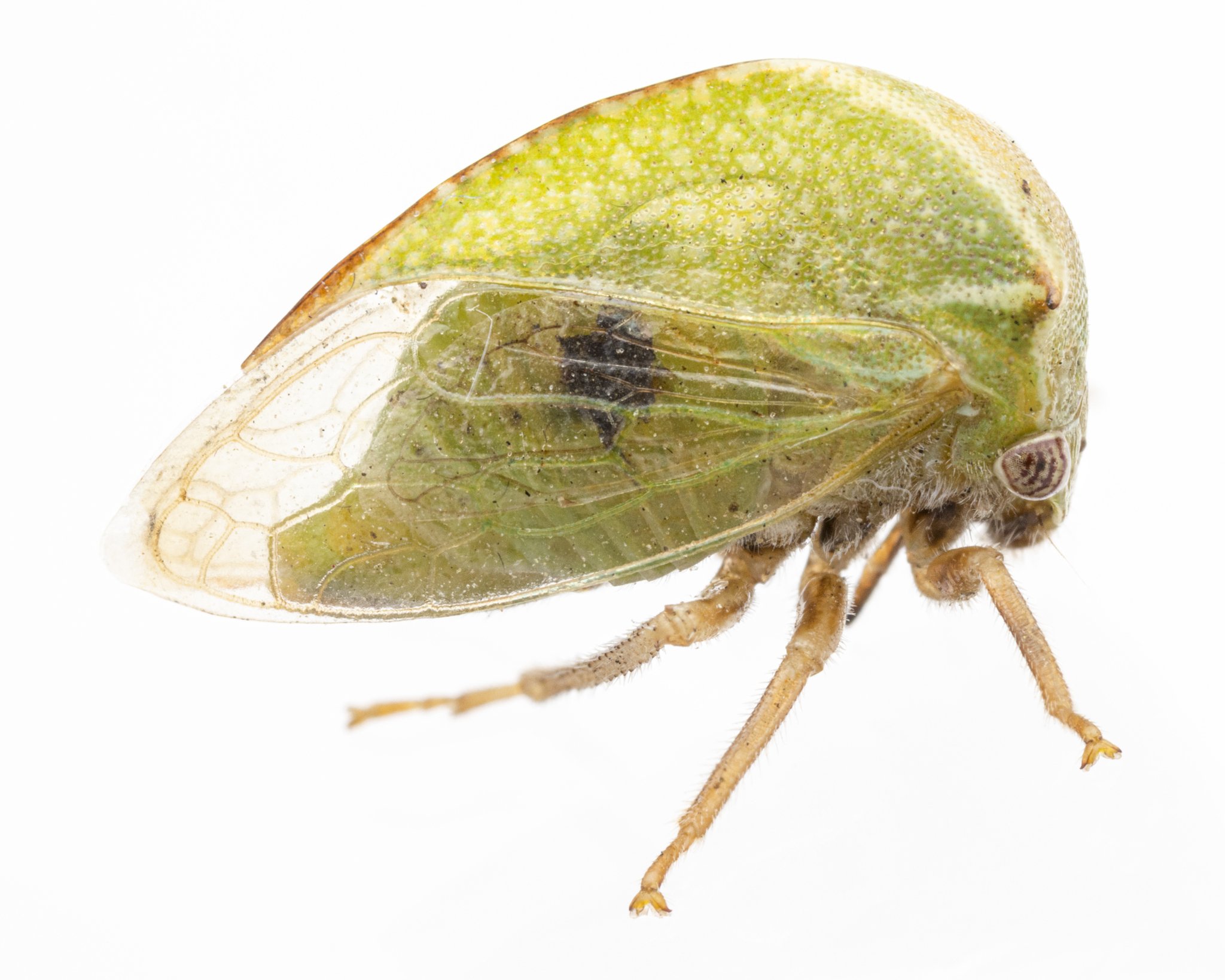 Tortistilus albidosparsus | ♀