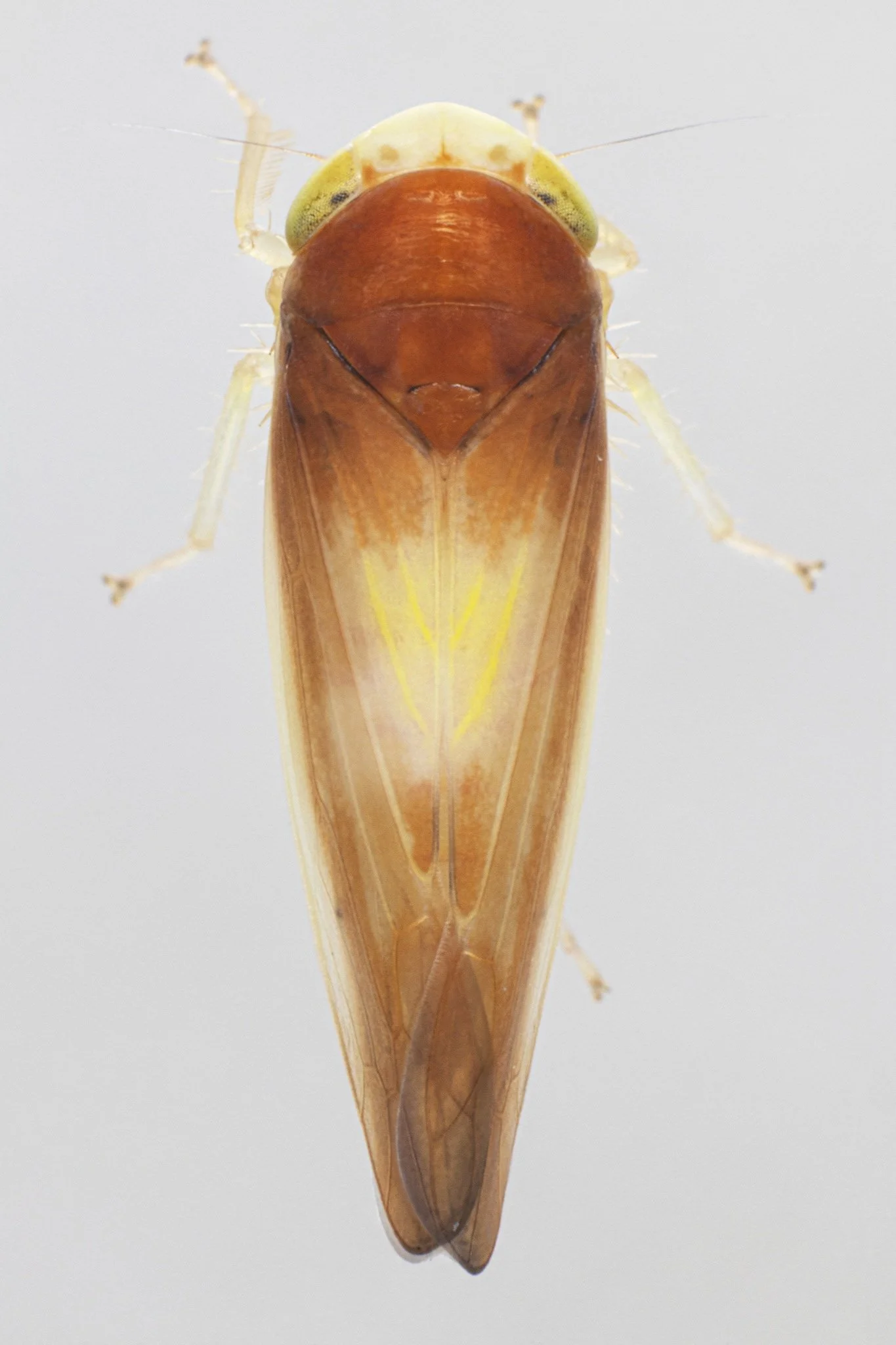 Colladonus setaceus