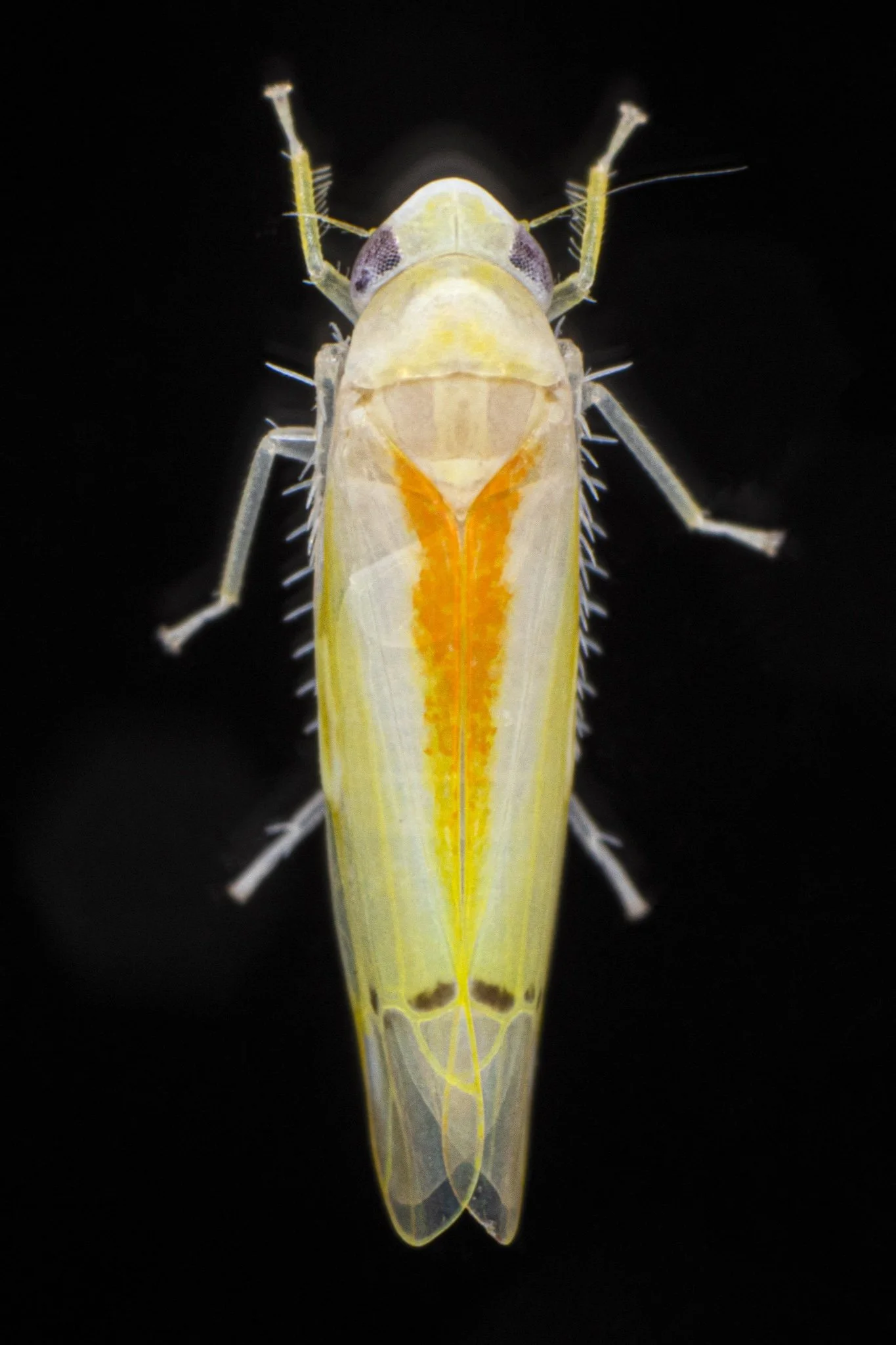 Ossiannilssonola australis