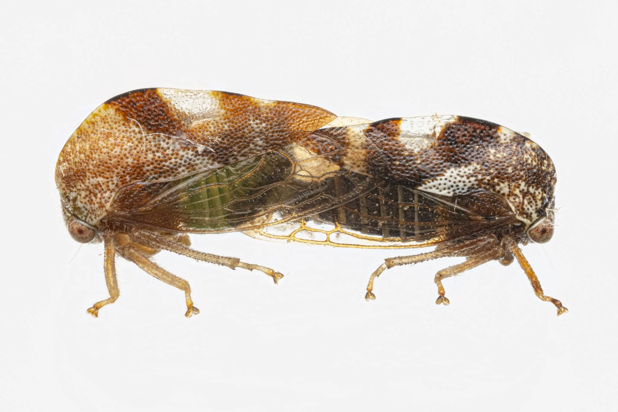 Cyrtolobus vau | ♀♂