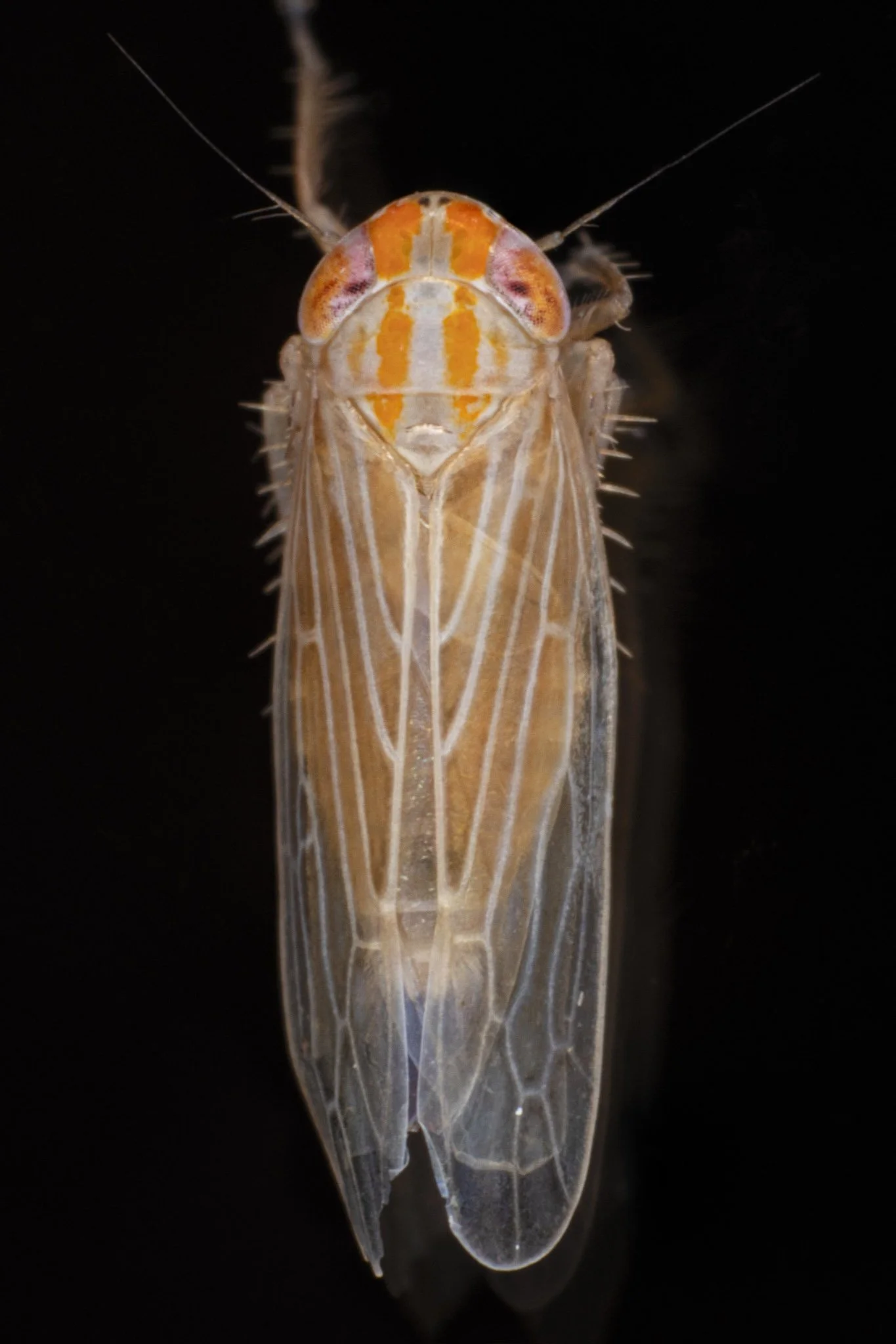 Graminella aureovittata