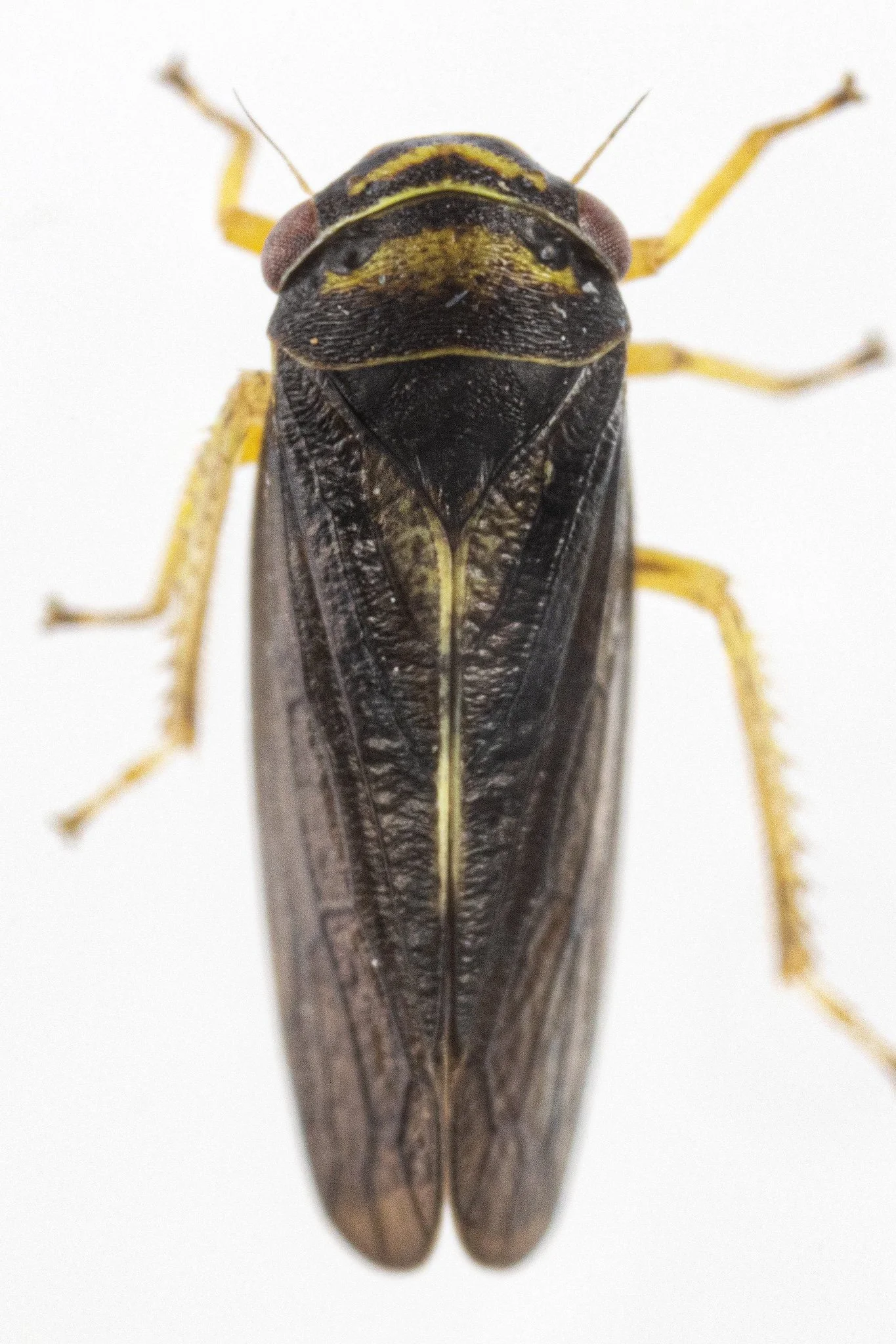 Oncopsis variabilis