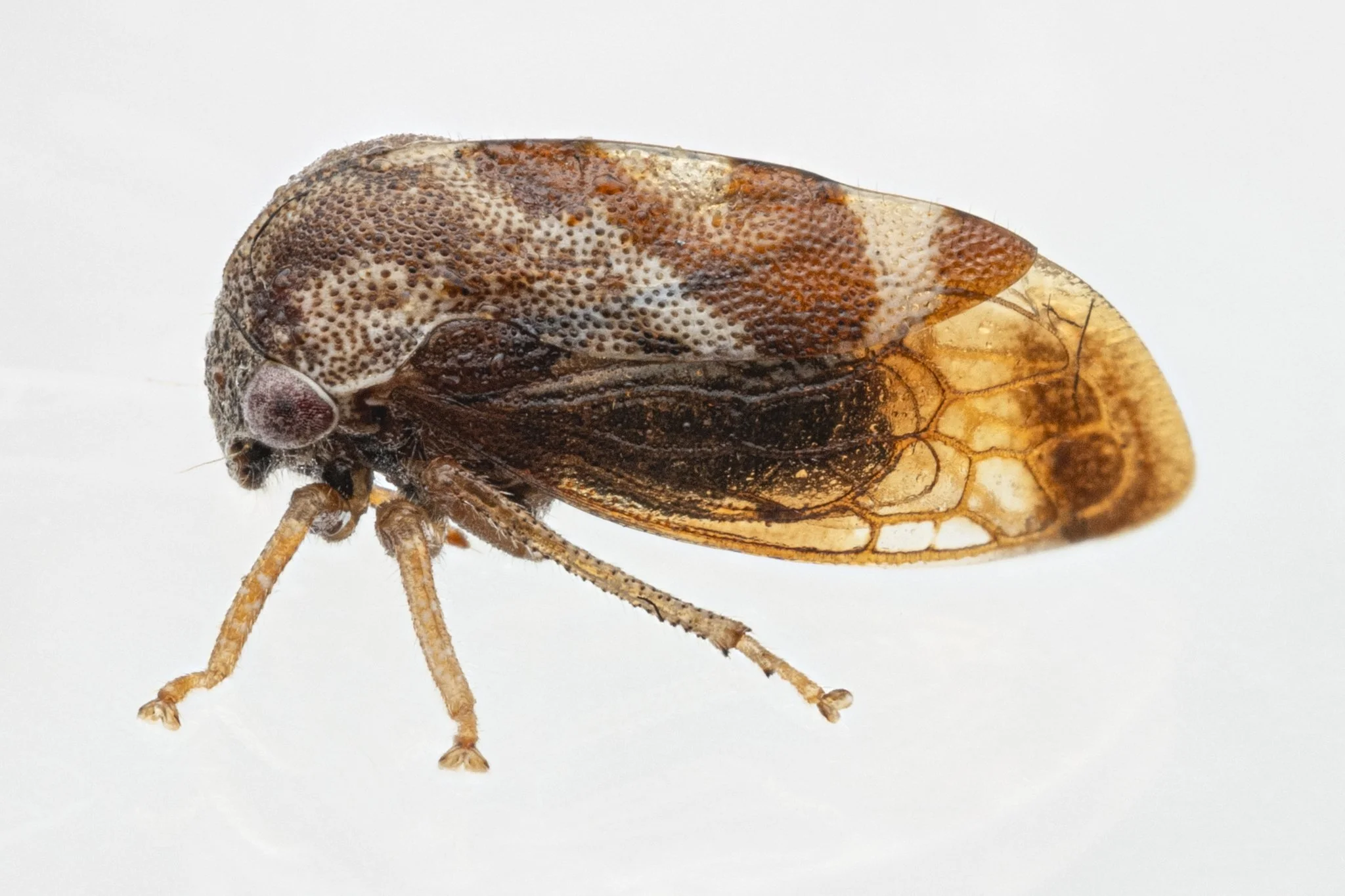 Cyrtolobus fuscipennis | ♂