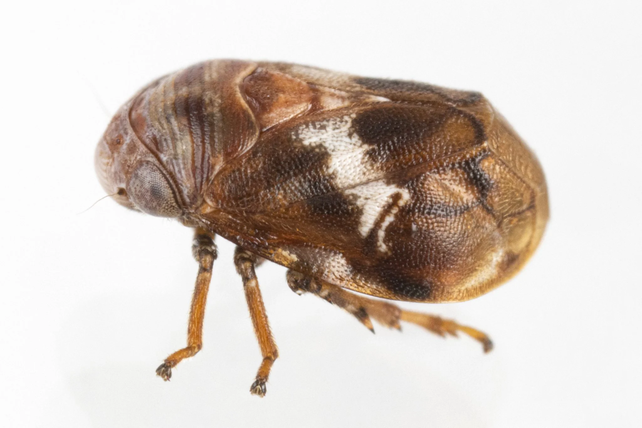 Clastoptera octolineata