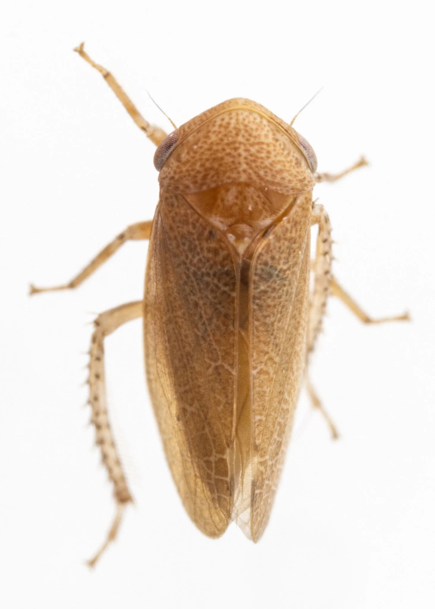 Reticopsis nubila