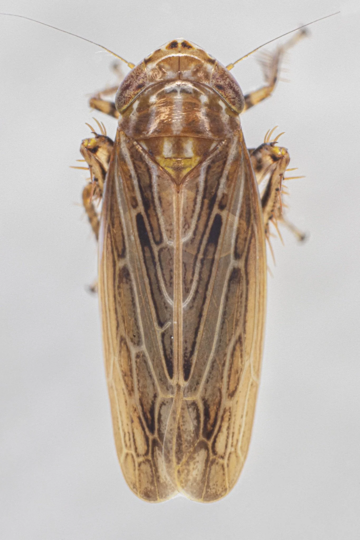 Amplicephalus osborni