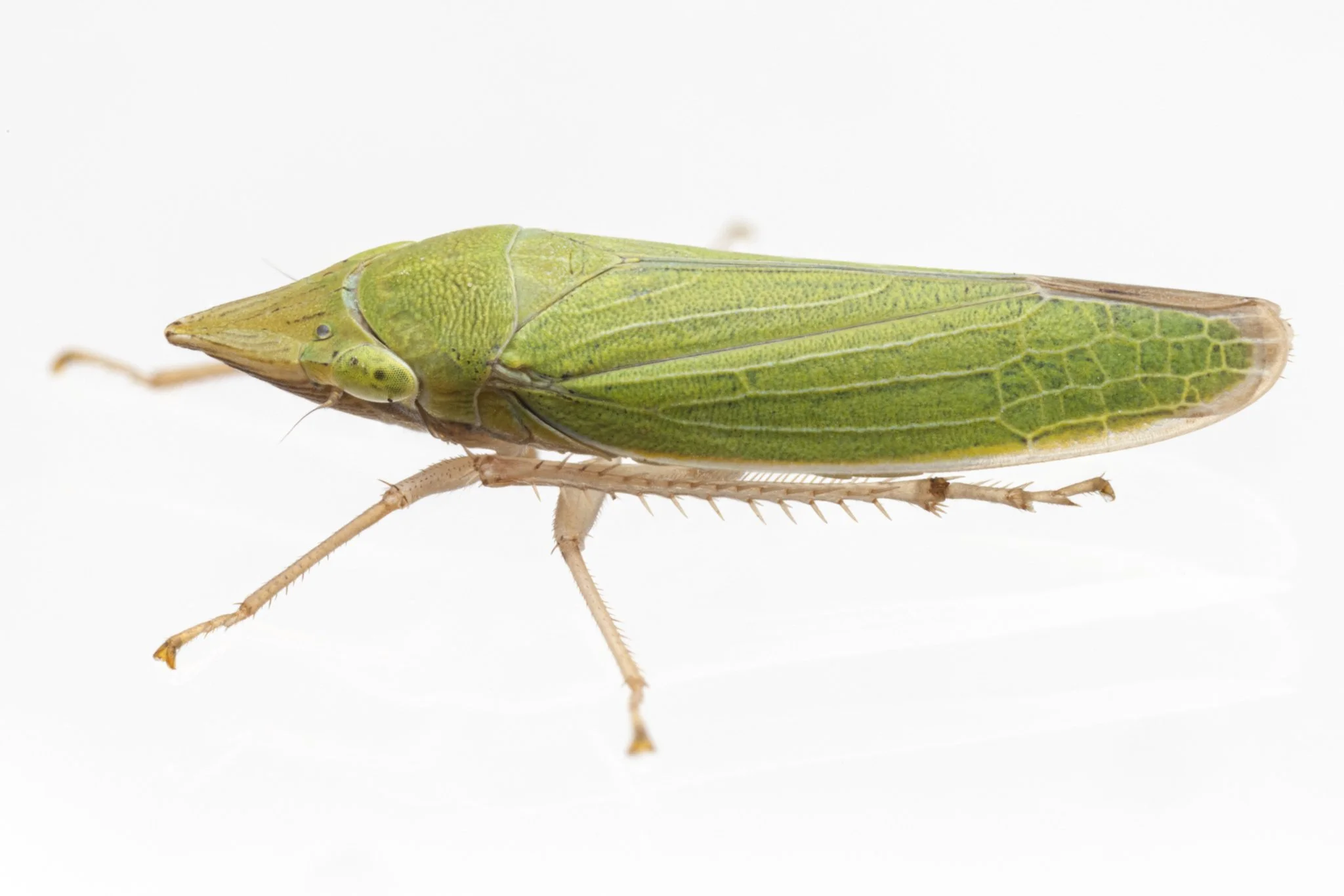 Draeculacephala sp.
