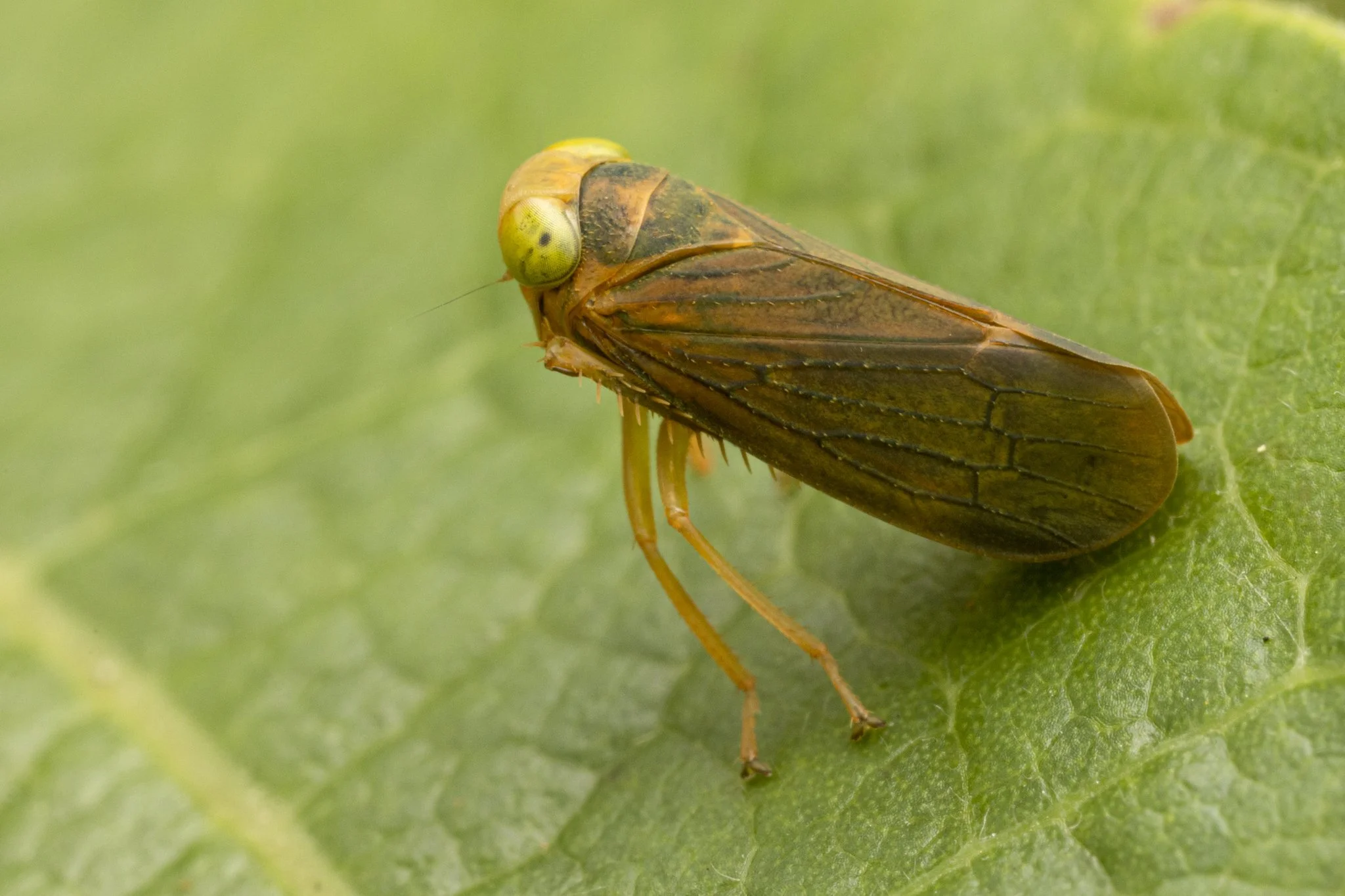 Jikradia olitoria
