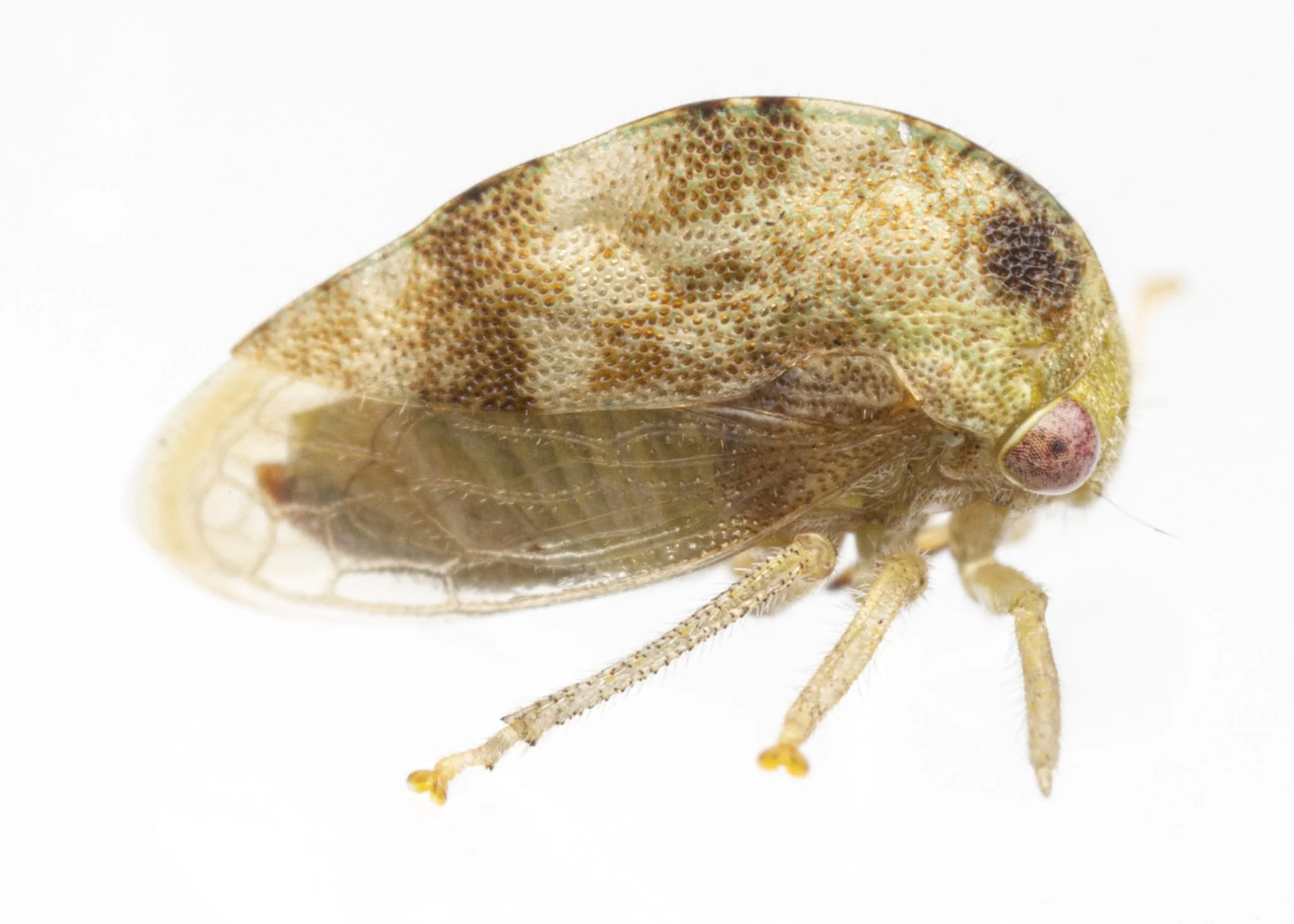 Cyrtolobus maculifrontis | ♀
