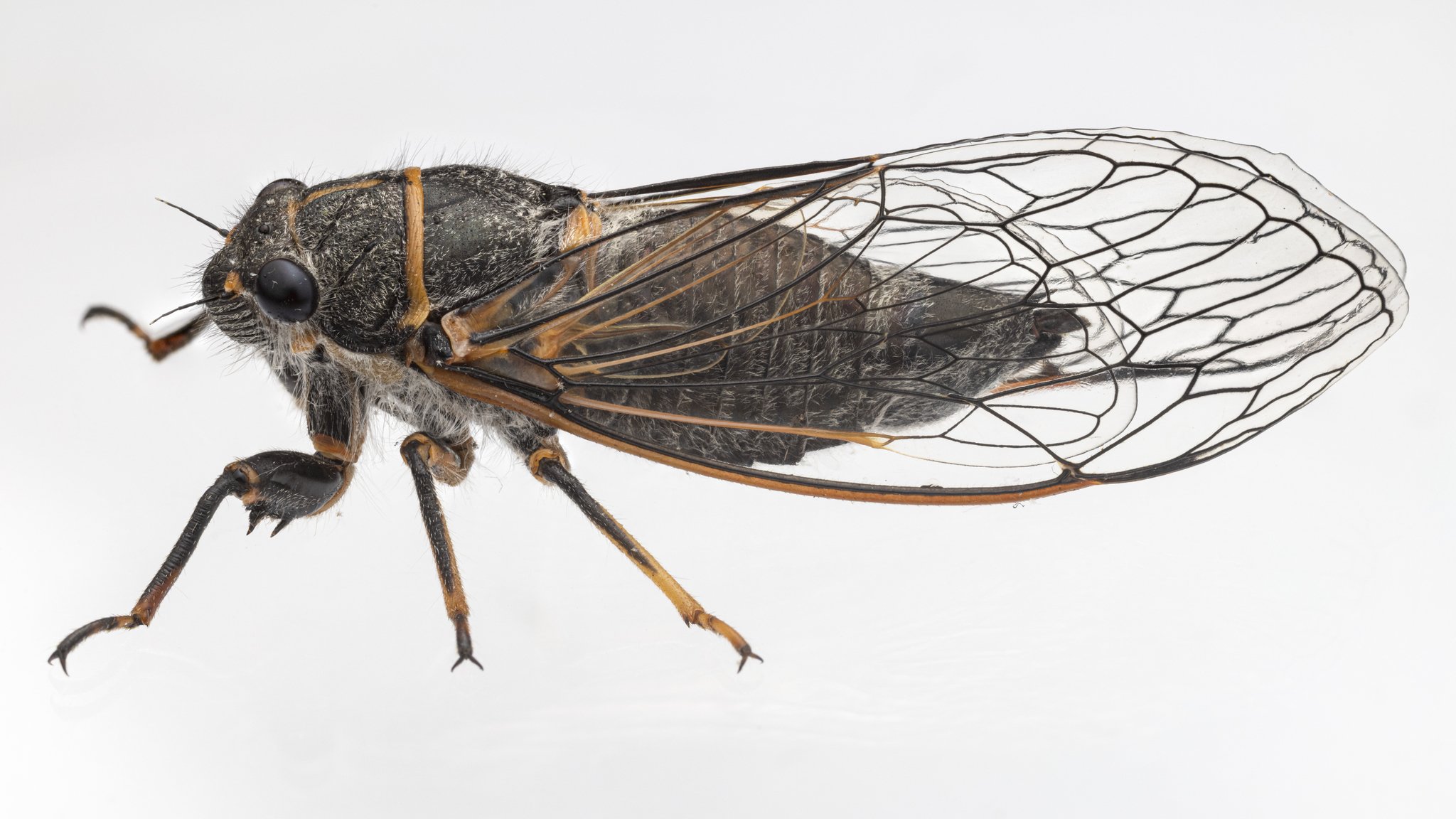 Platypedia putnami