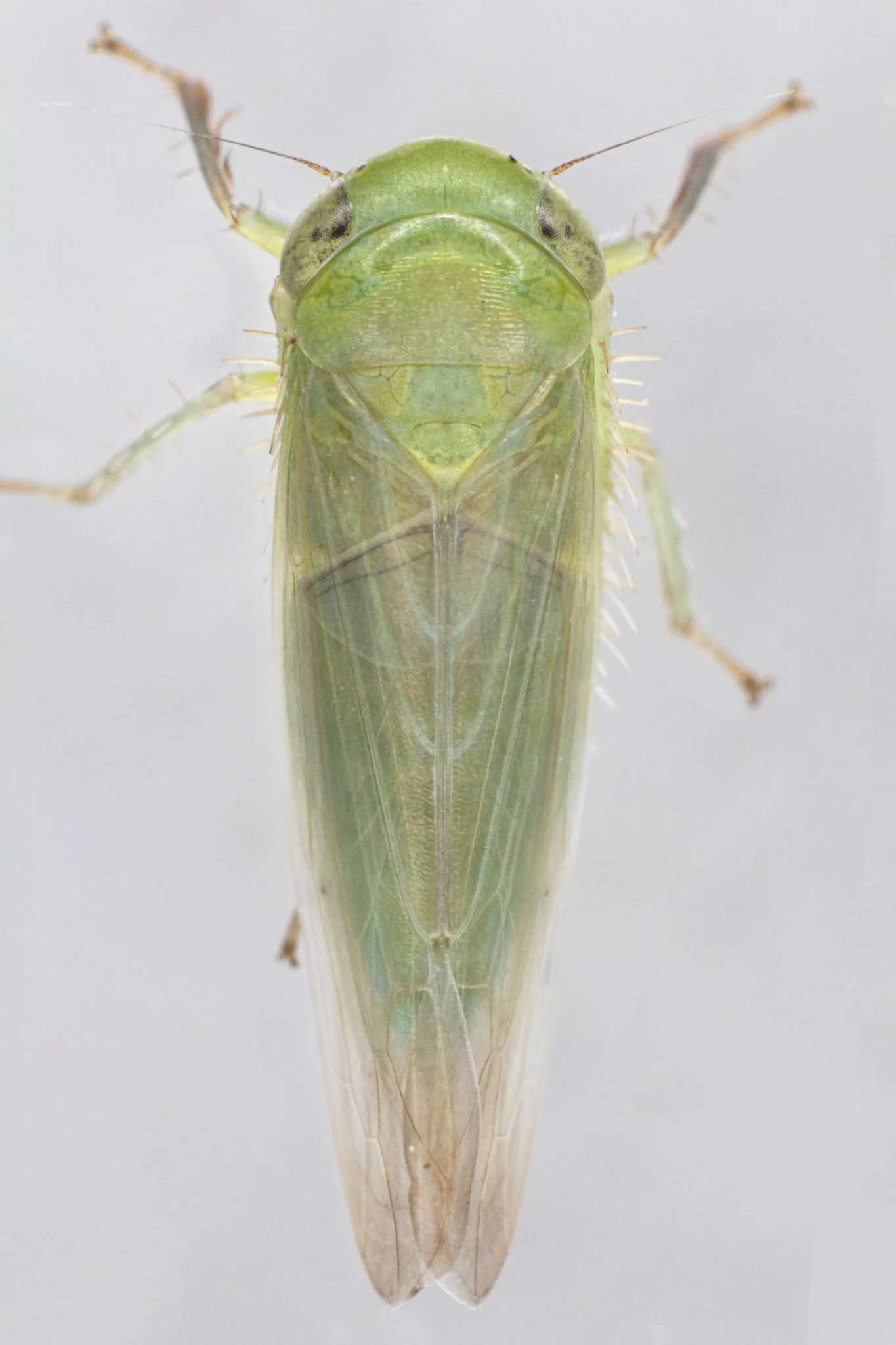 Chlorotettix viridius