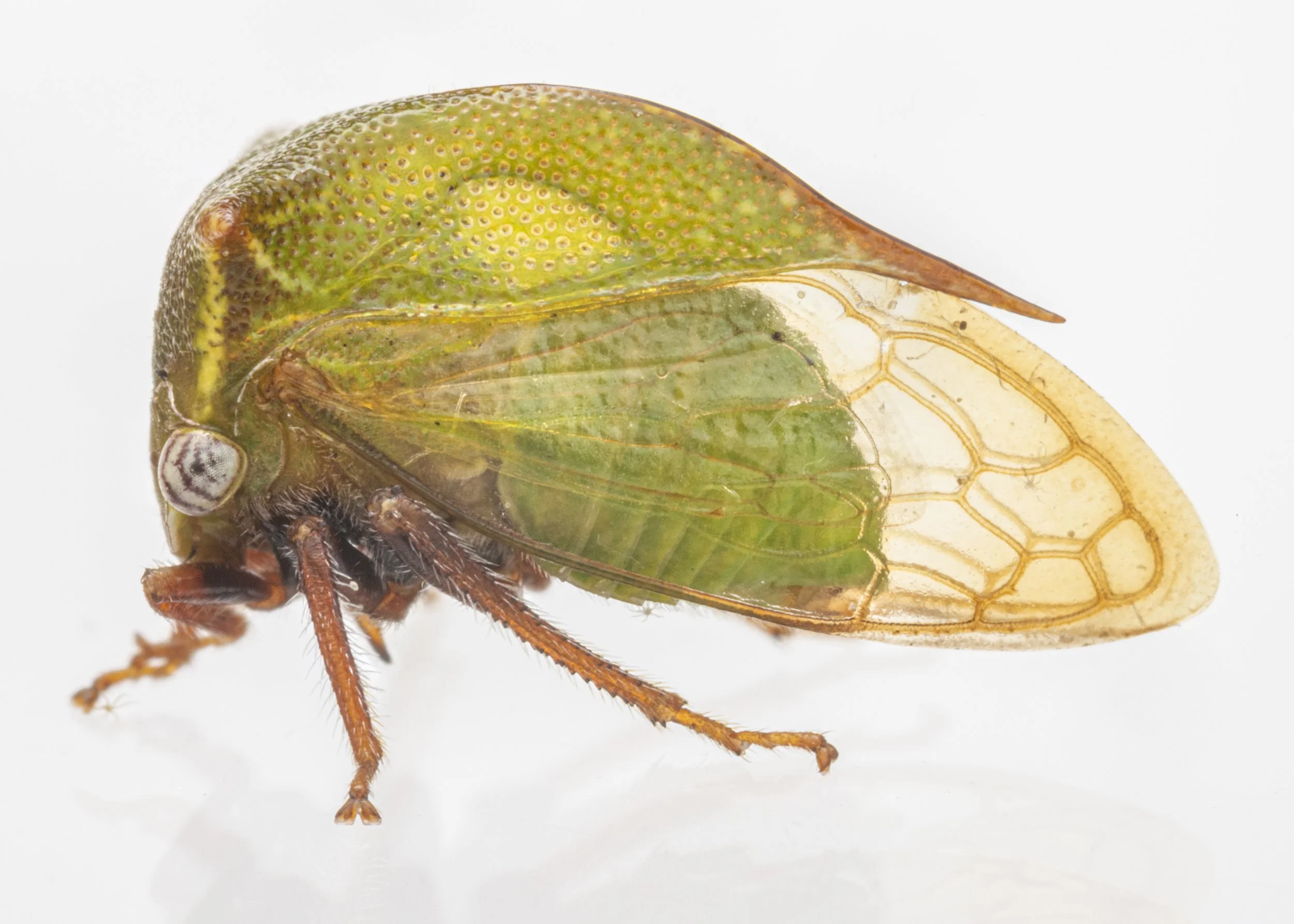 Stictocephala brevitylus | ♂