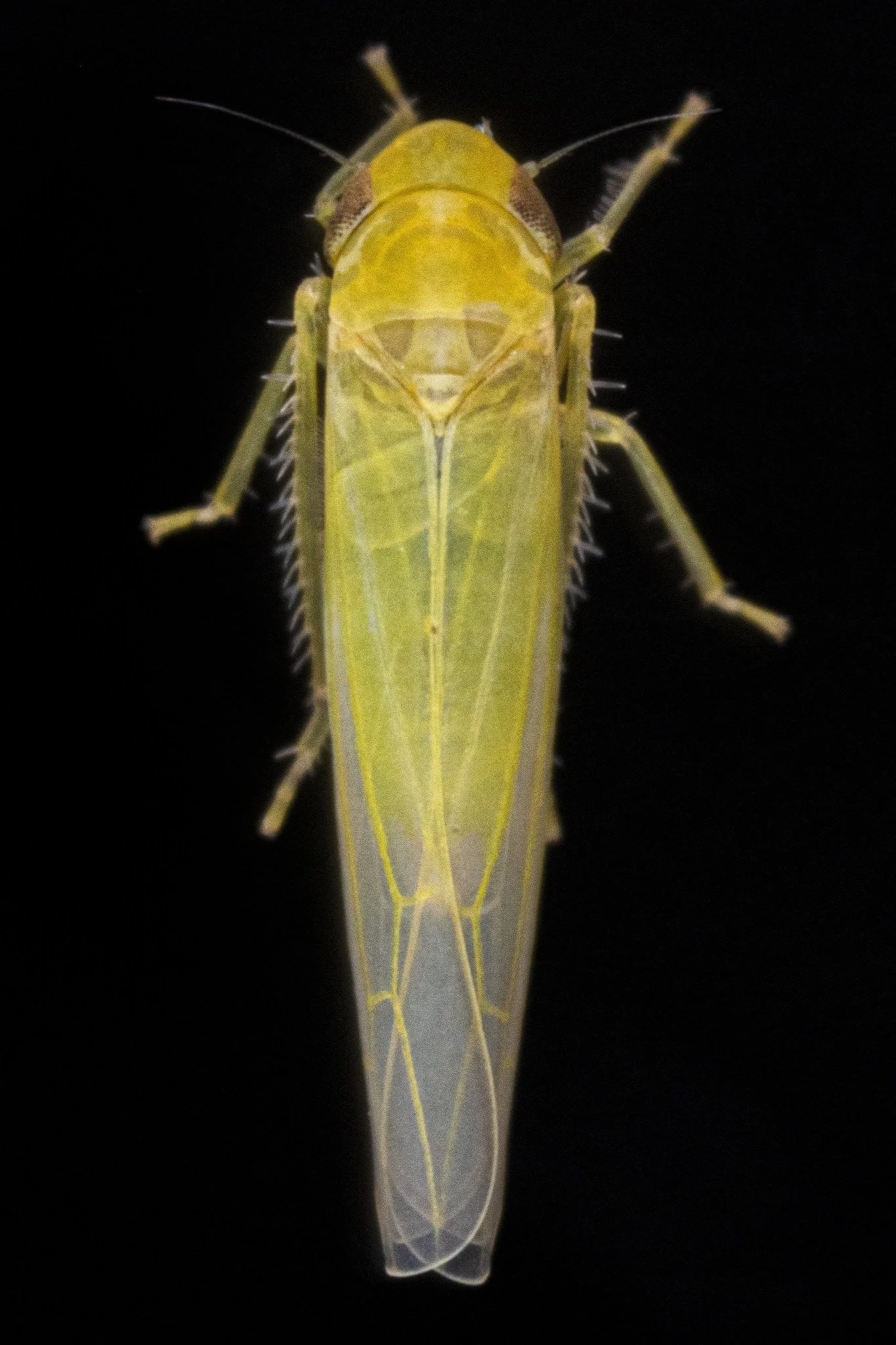 Forcipata loca