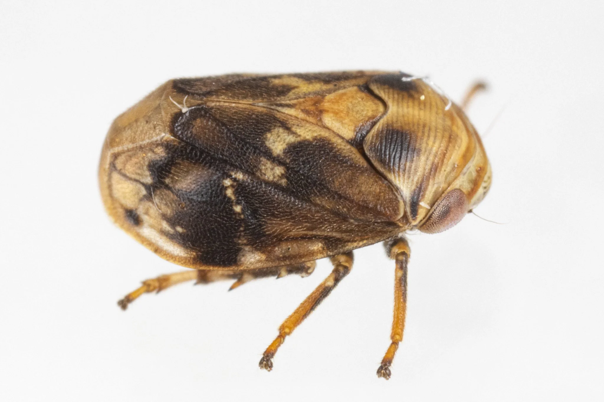 Clastoptera sp.