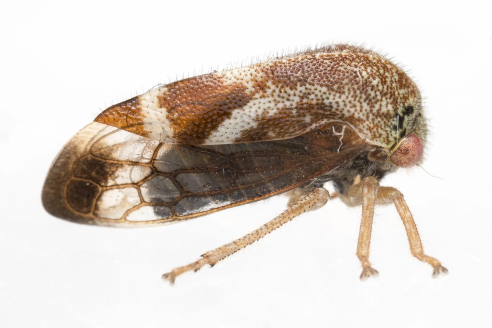 Ophiderma evelyna | ♂