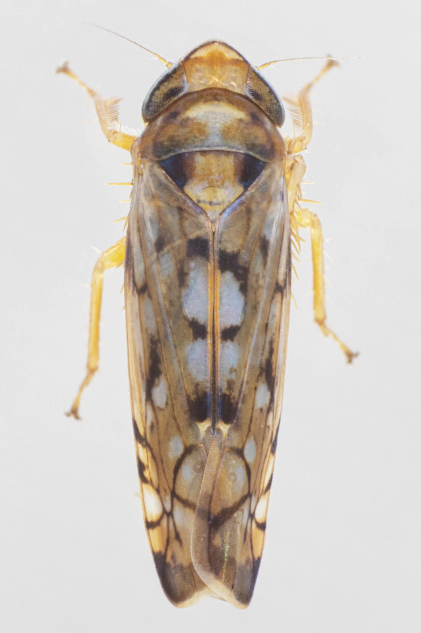 Scaphoideus opalinus