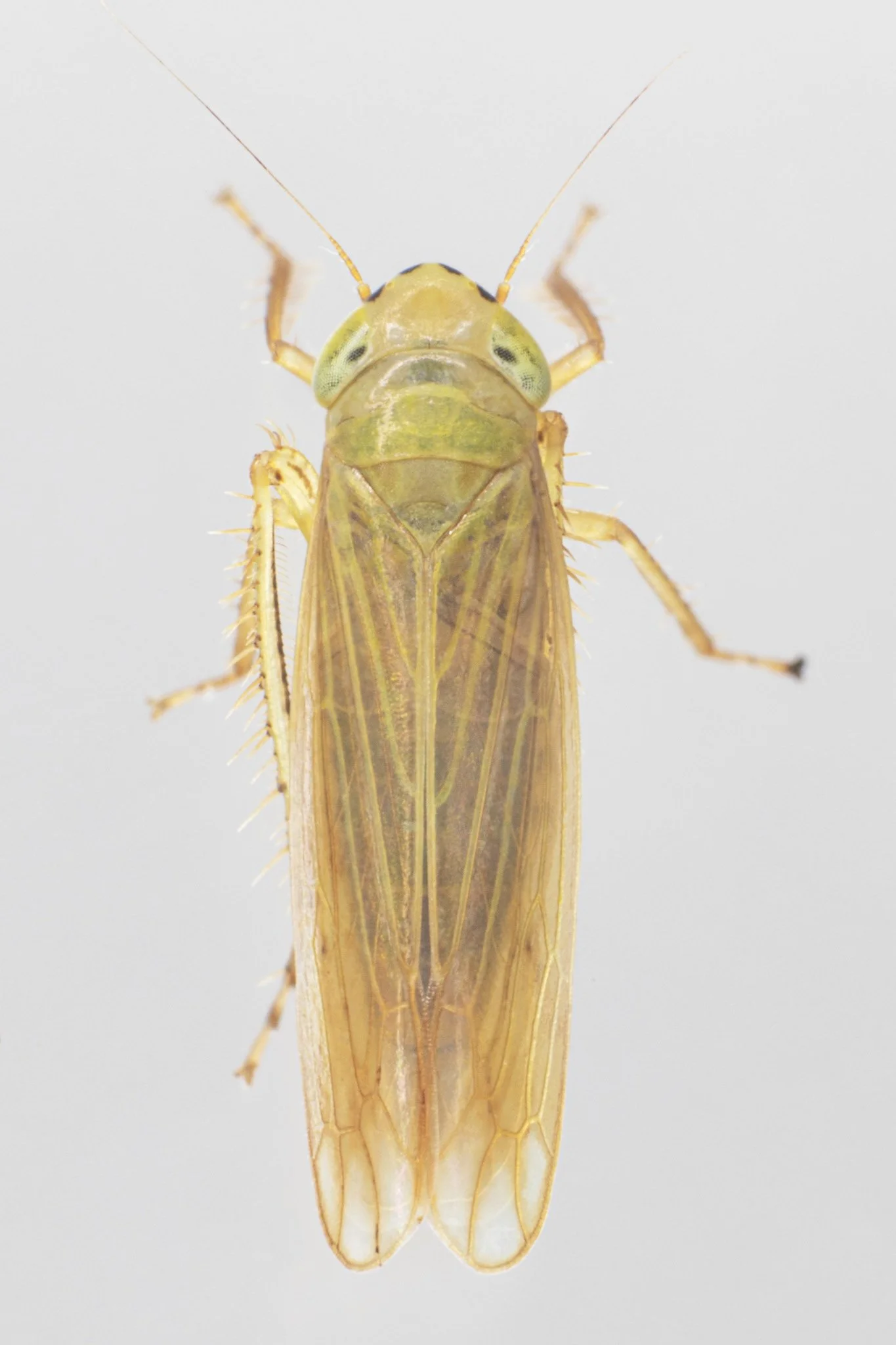 Cicadula melanogaster
