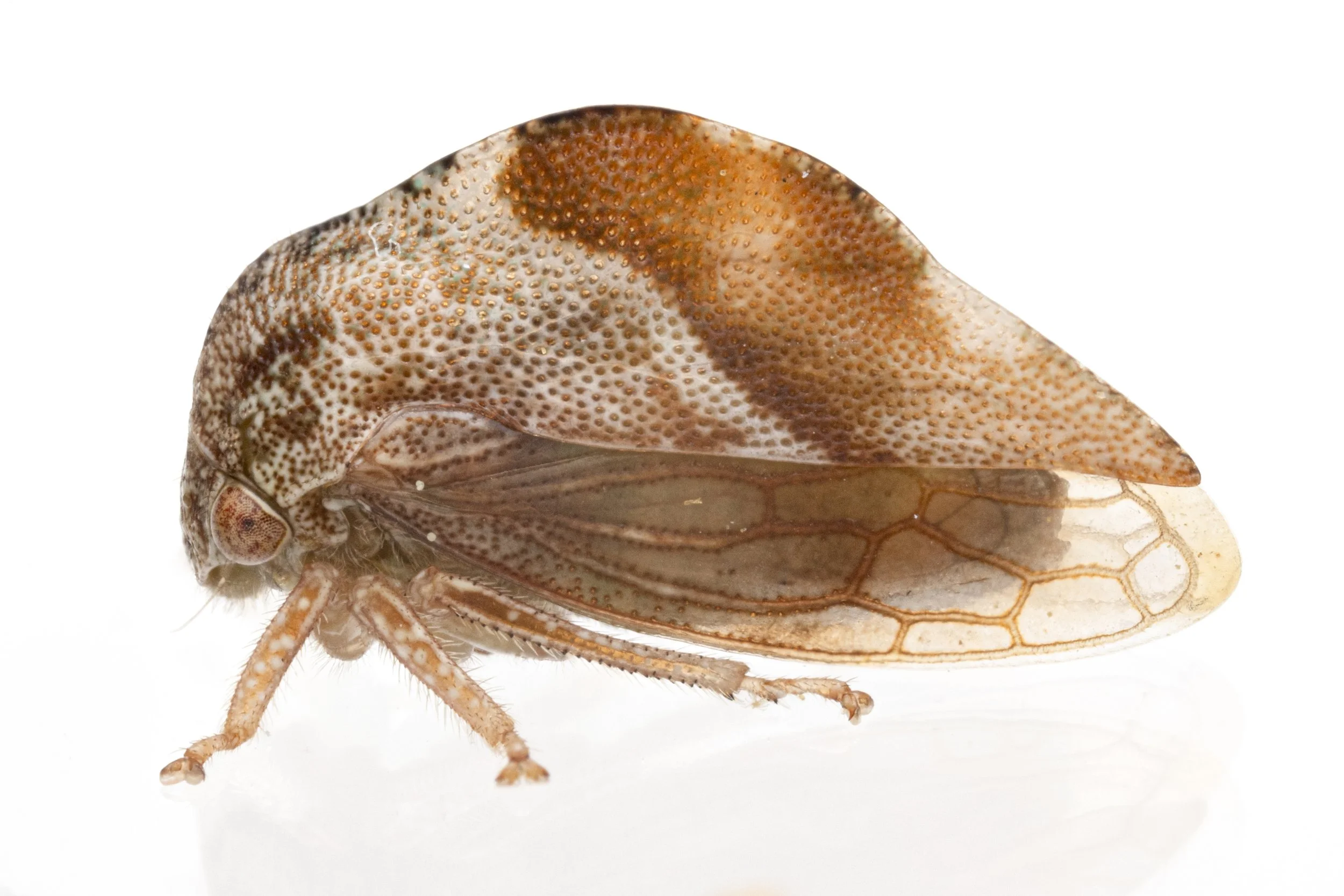 Cyrtolobus fuliginosus | ♀