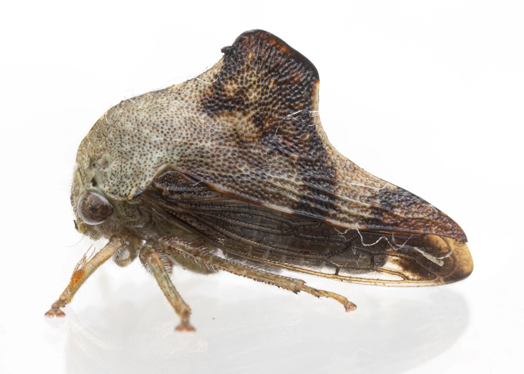 Telamona tiliae | ♂