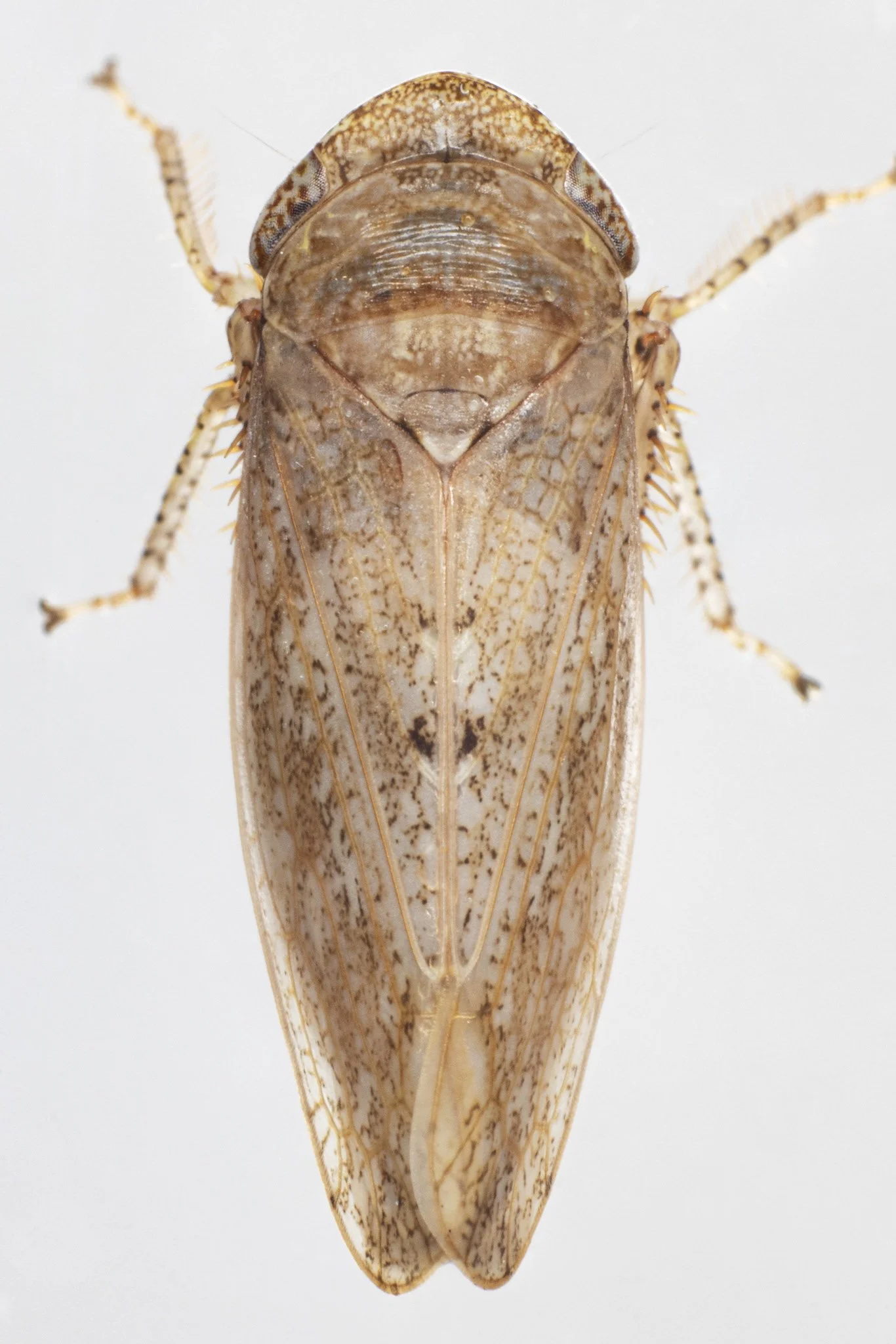 Paraphlepsius sp.