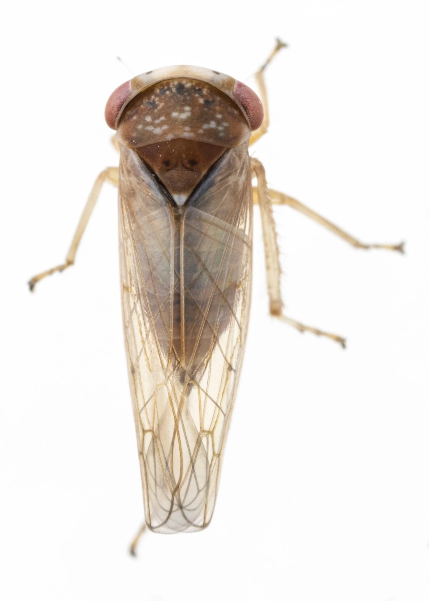 Idiocerus sp.