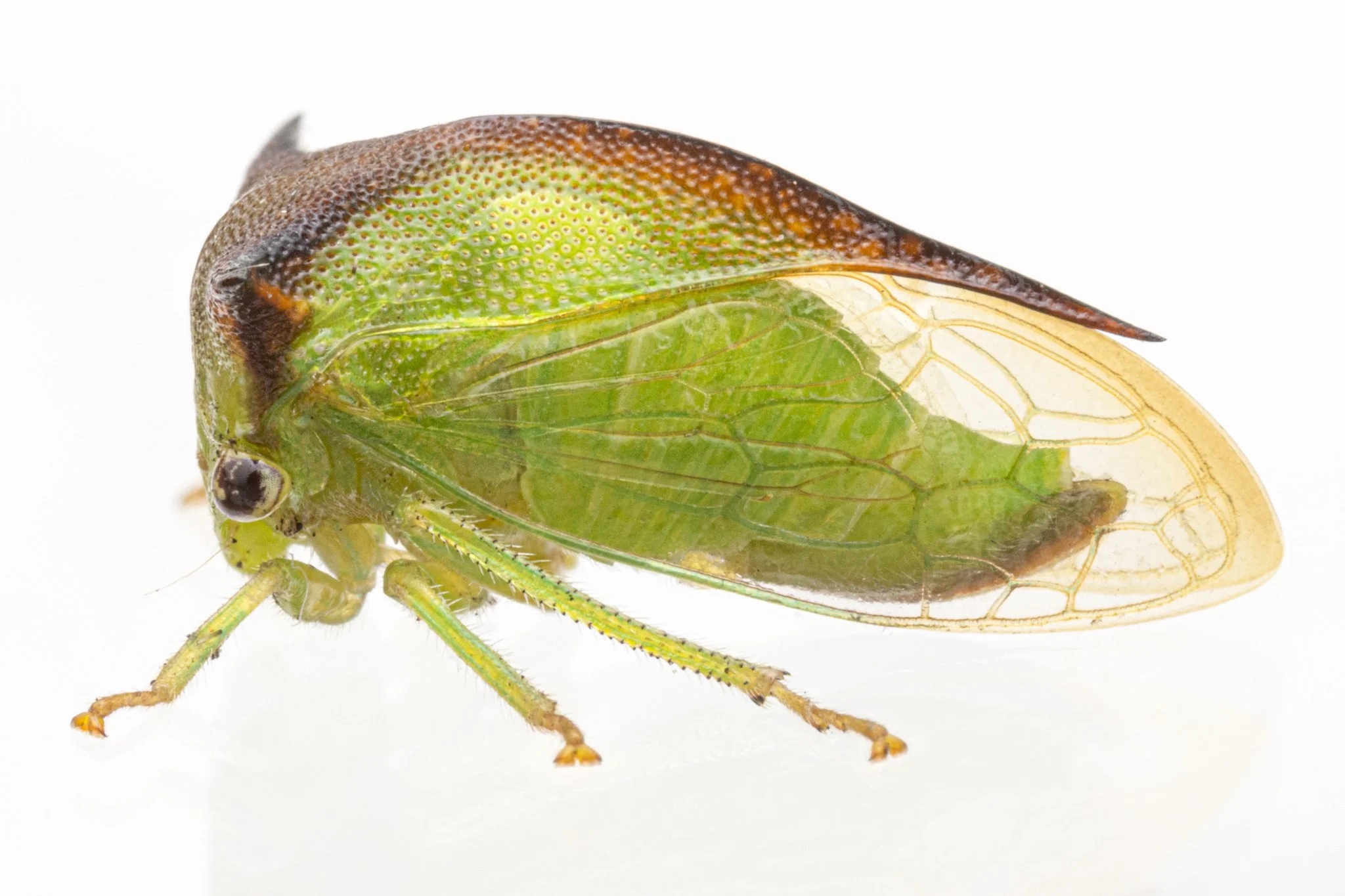 Stictocephala tauriniformis | ♀