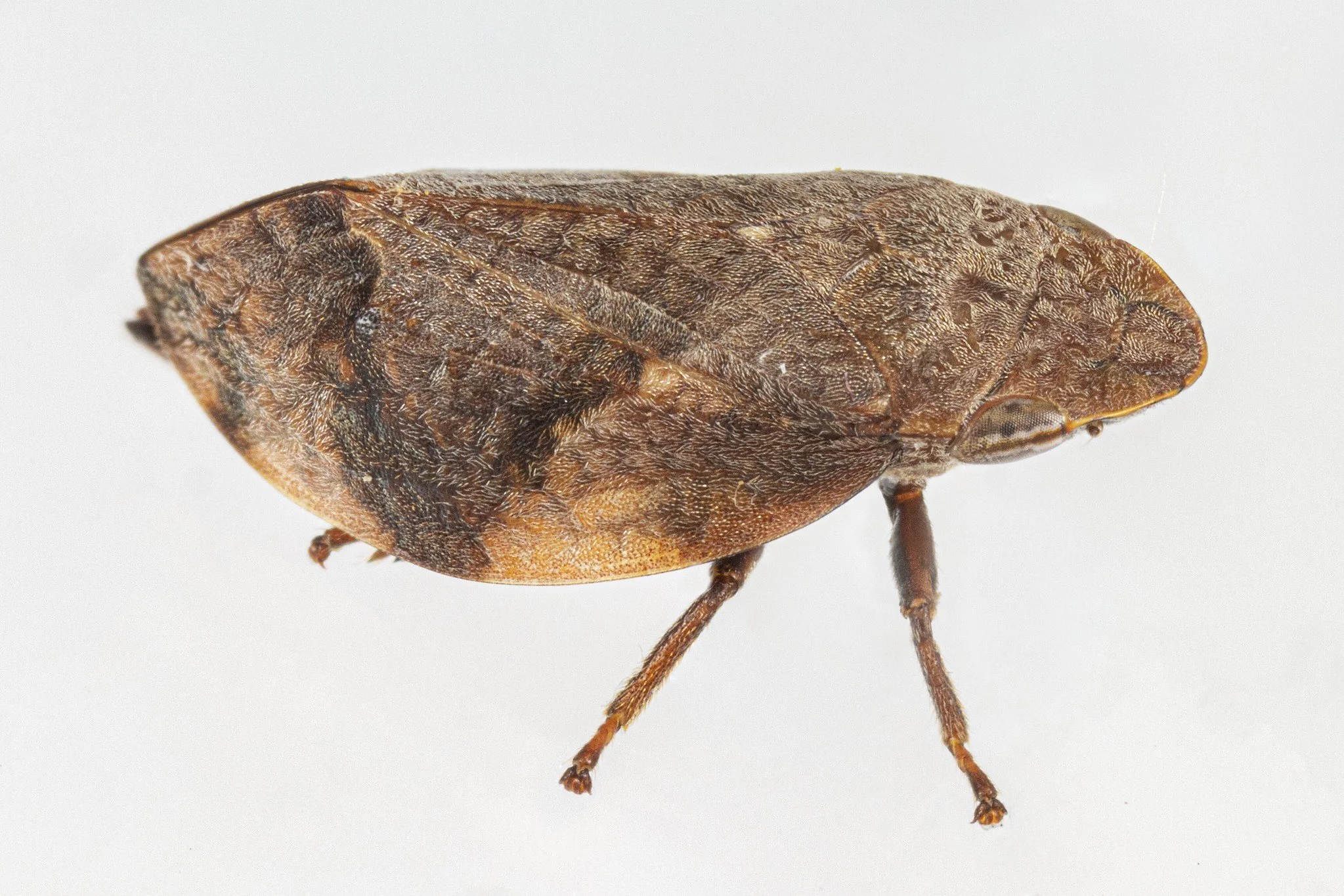 Lepyronia quadrangularis