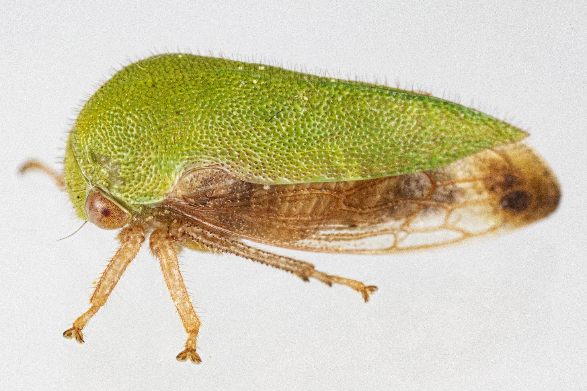 Ophiderma evelyna | ♀